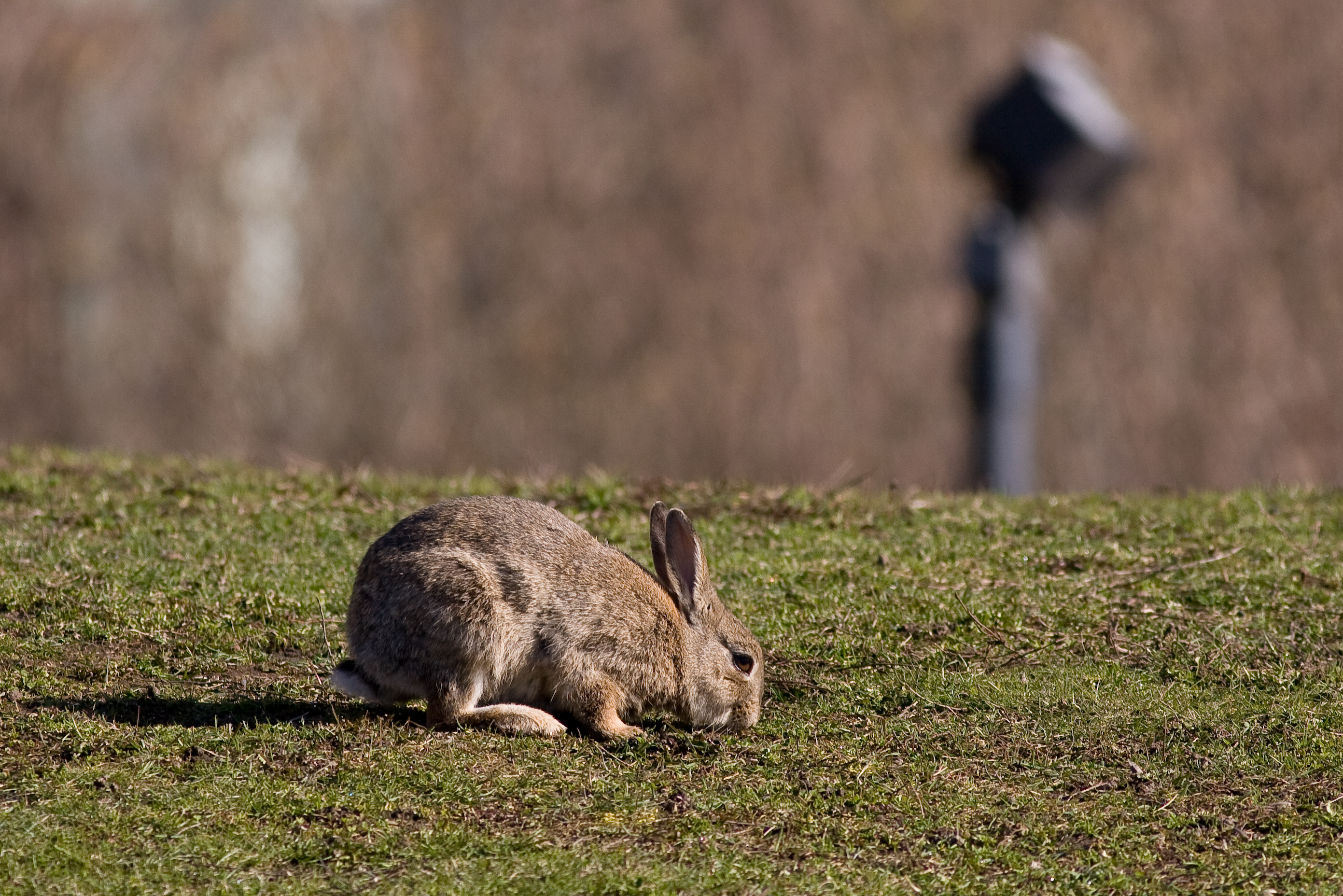 Oryctolagus cuniculus Helsinki