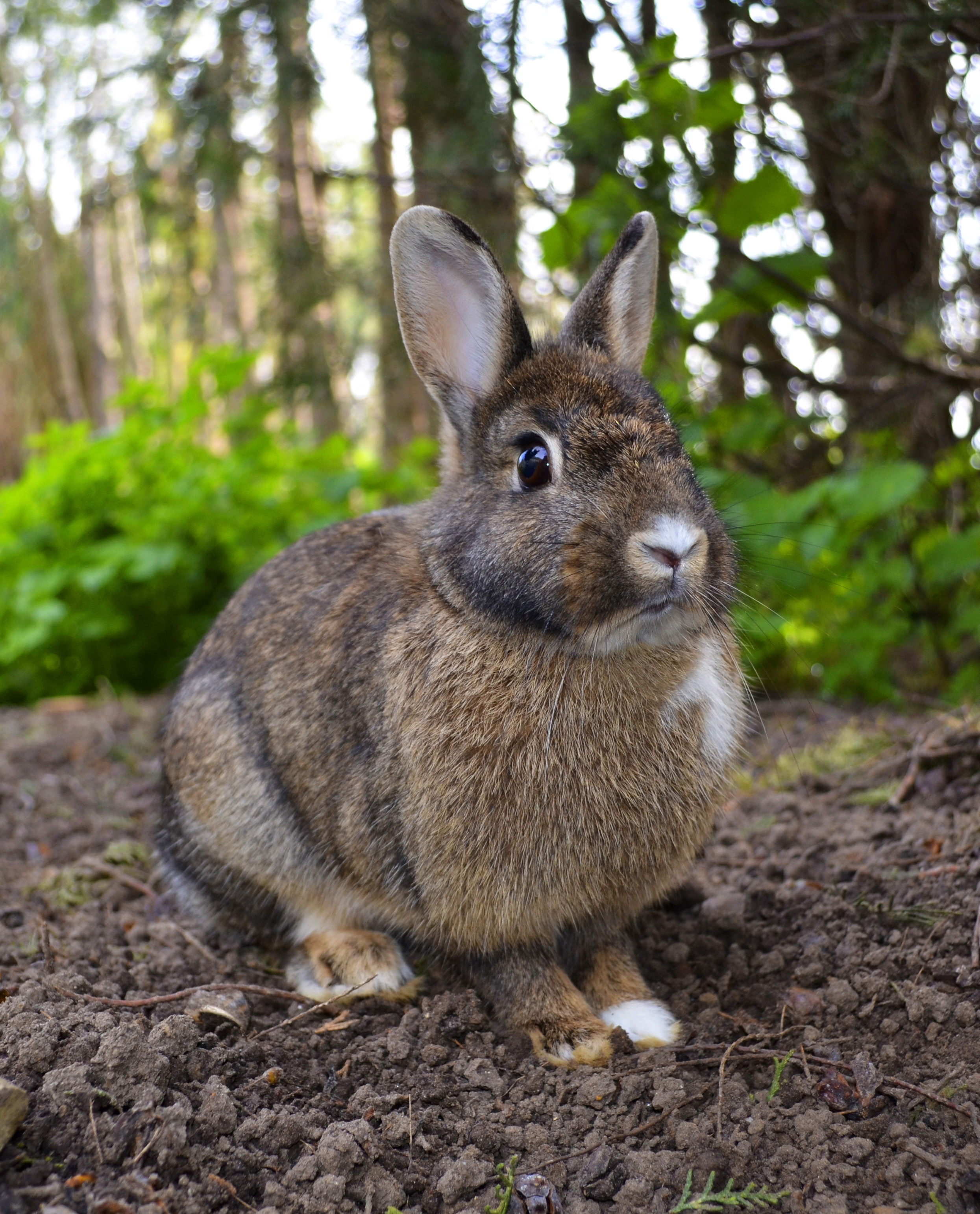Oryctolagus cuniculus Rcdo