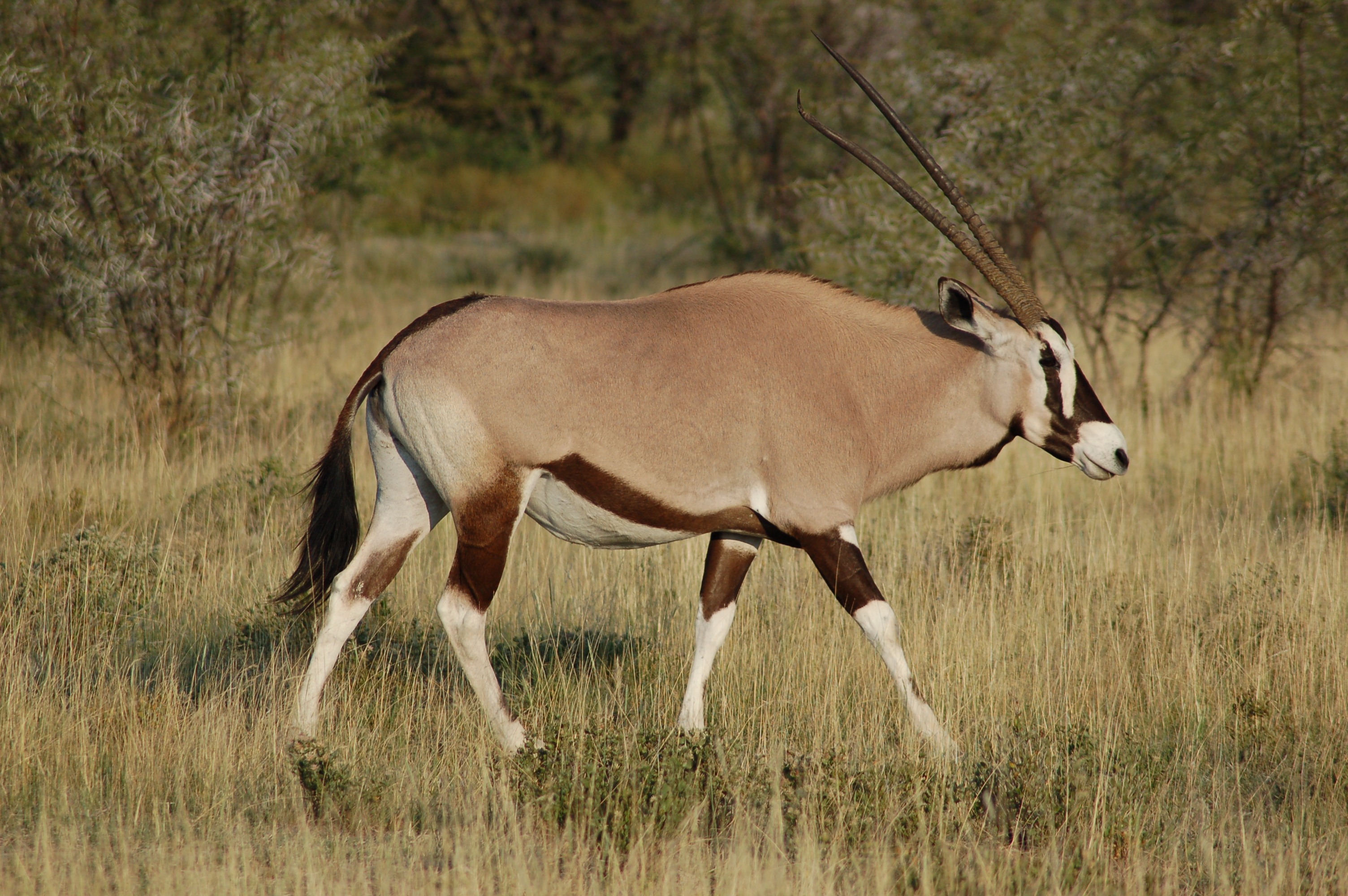 Oryx gazella -Etosha National Park, Namibia-8b