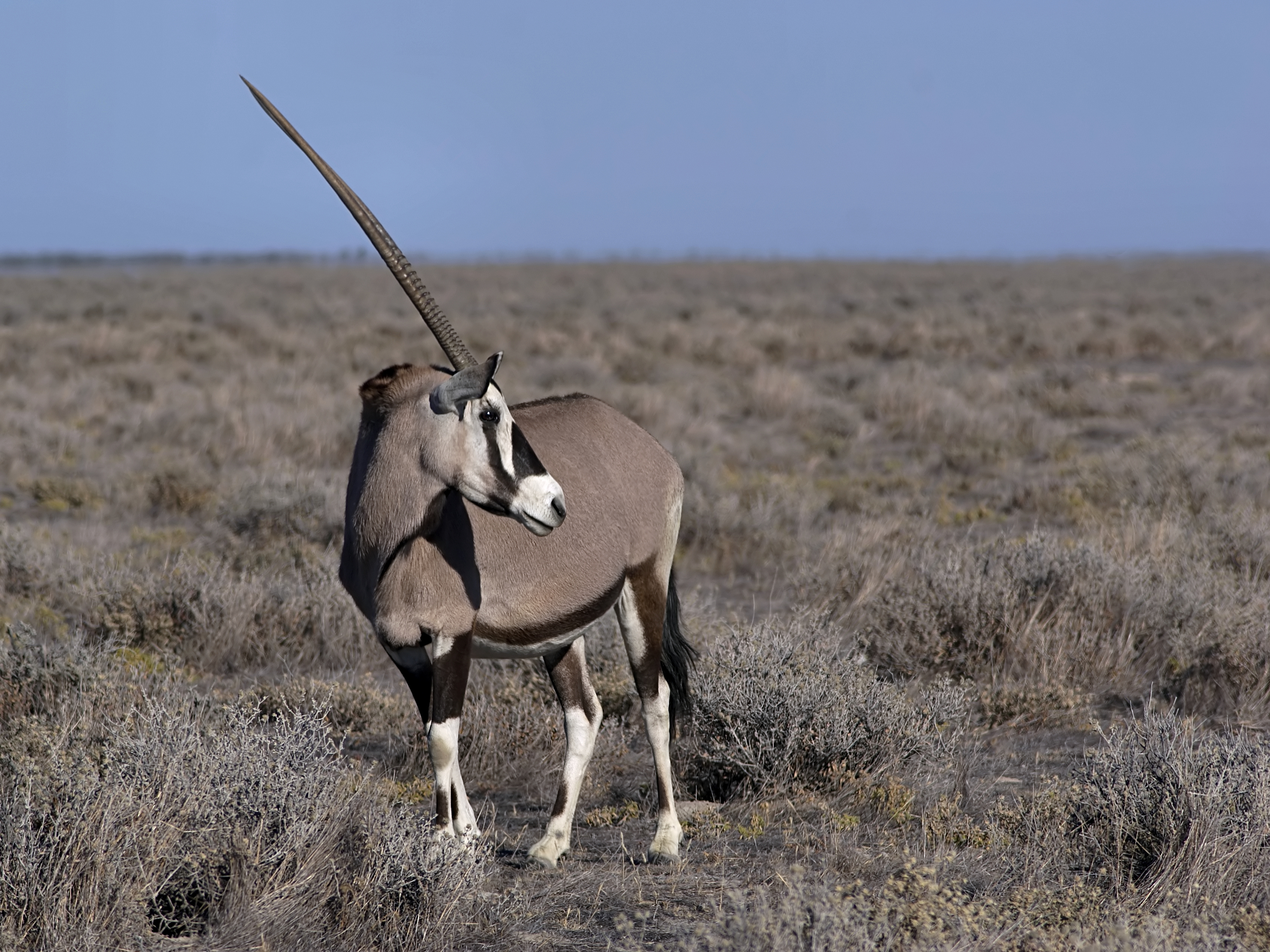 Oryx gazella (Gemsbok)