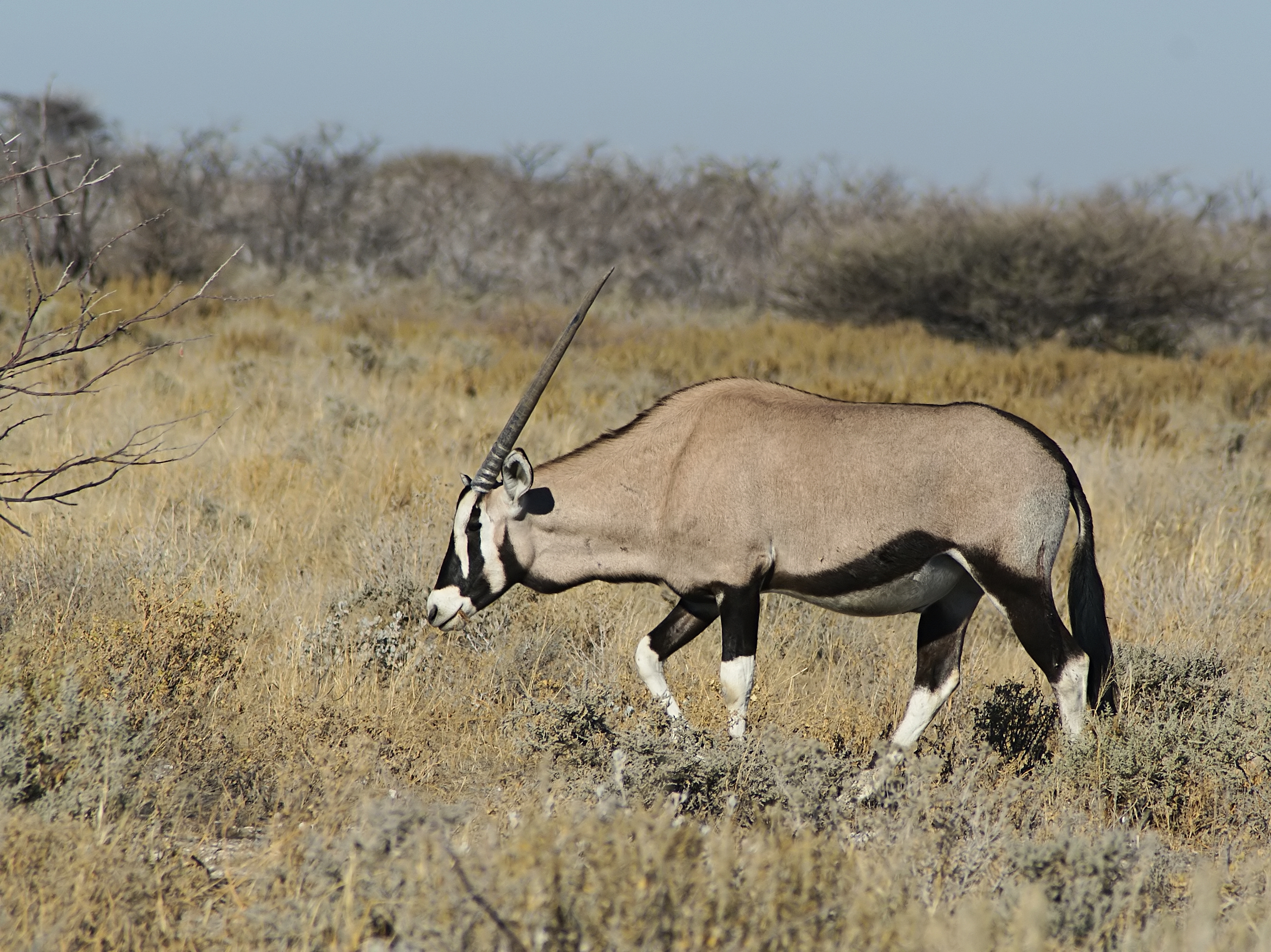 Oryx gazella (Gemsbok) 1