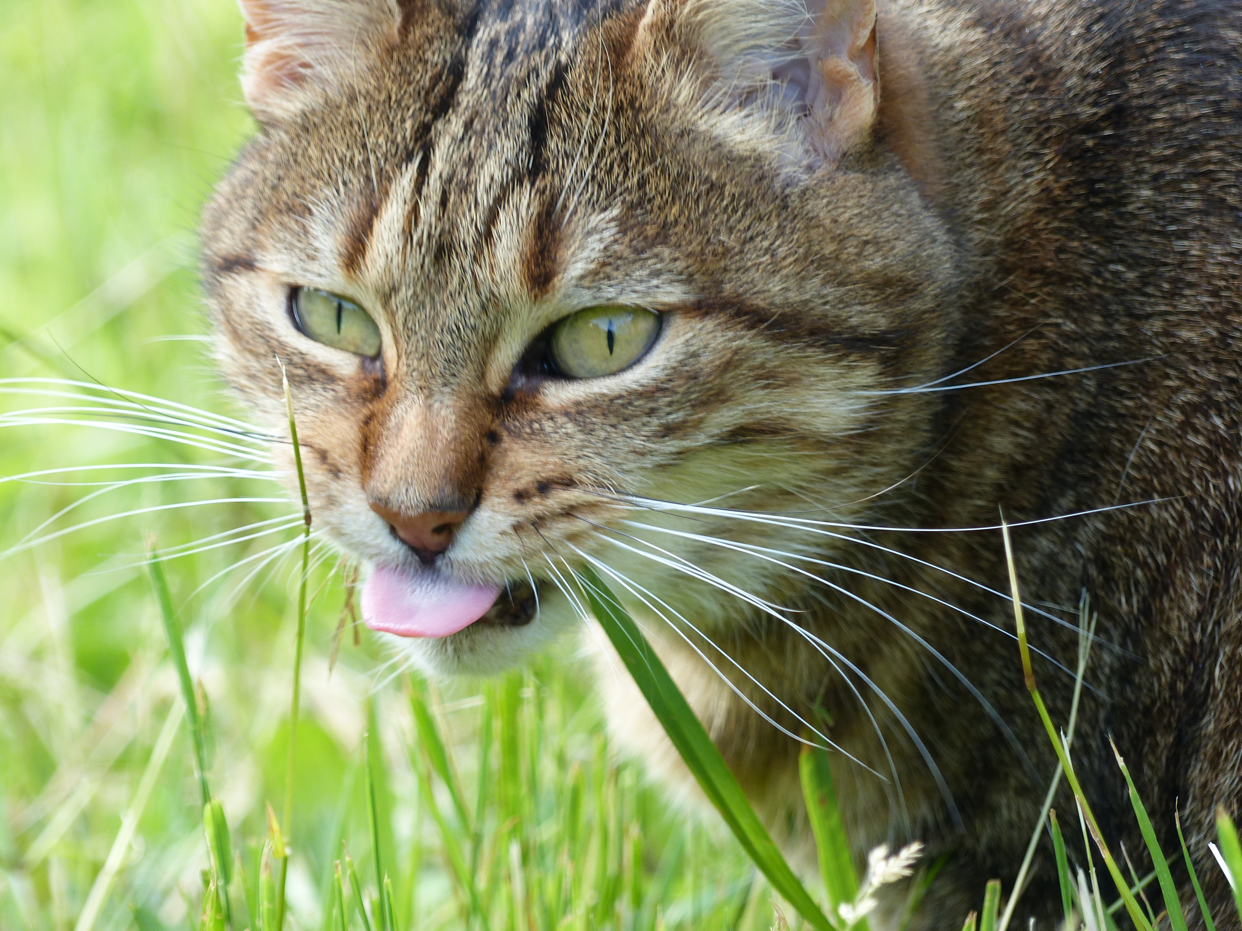 Oslo, brown tabby female cat, 11 years (3)