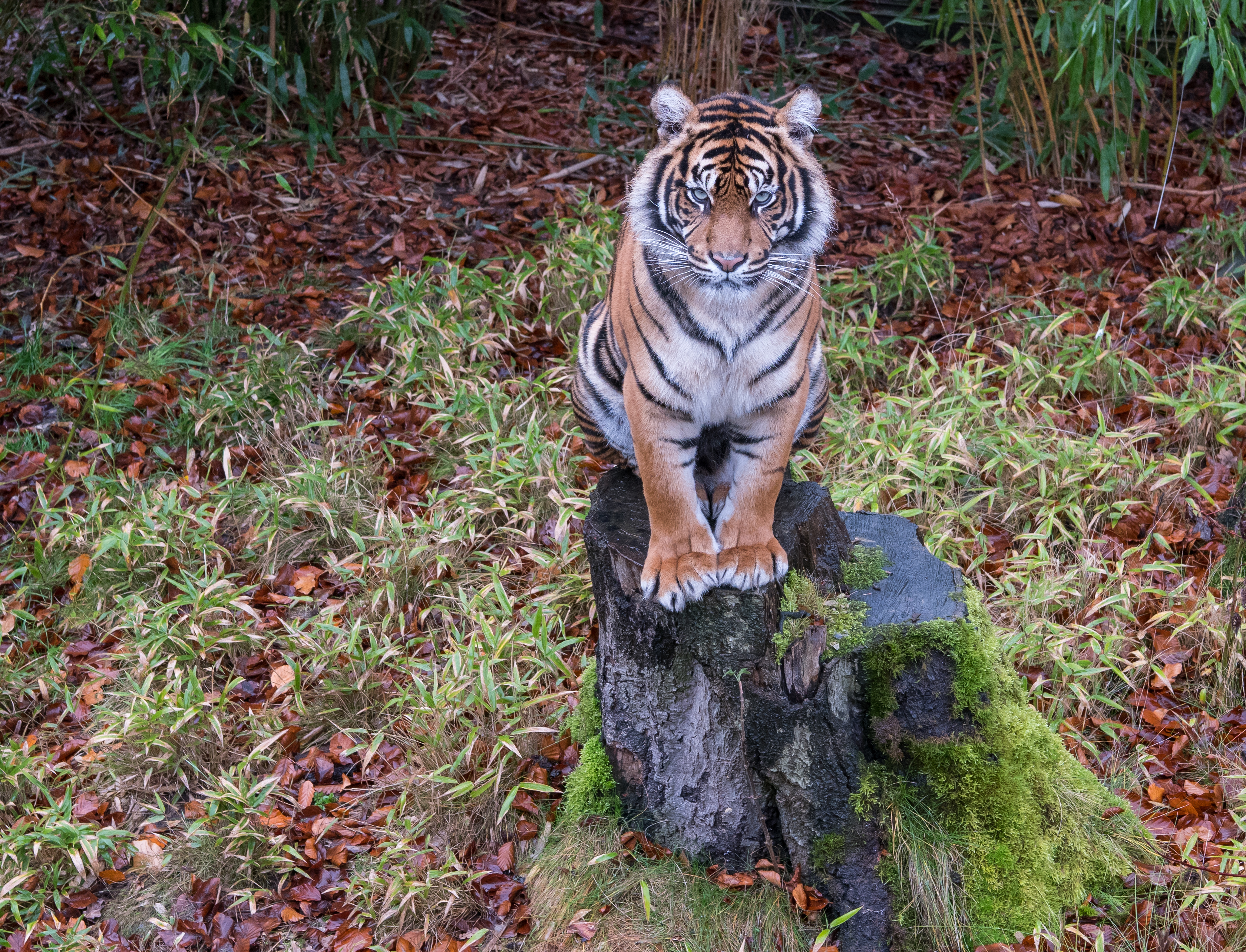 Osnabrück - Zoo - Panthera Tigris Sumatrae 01