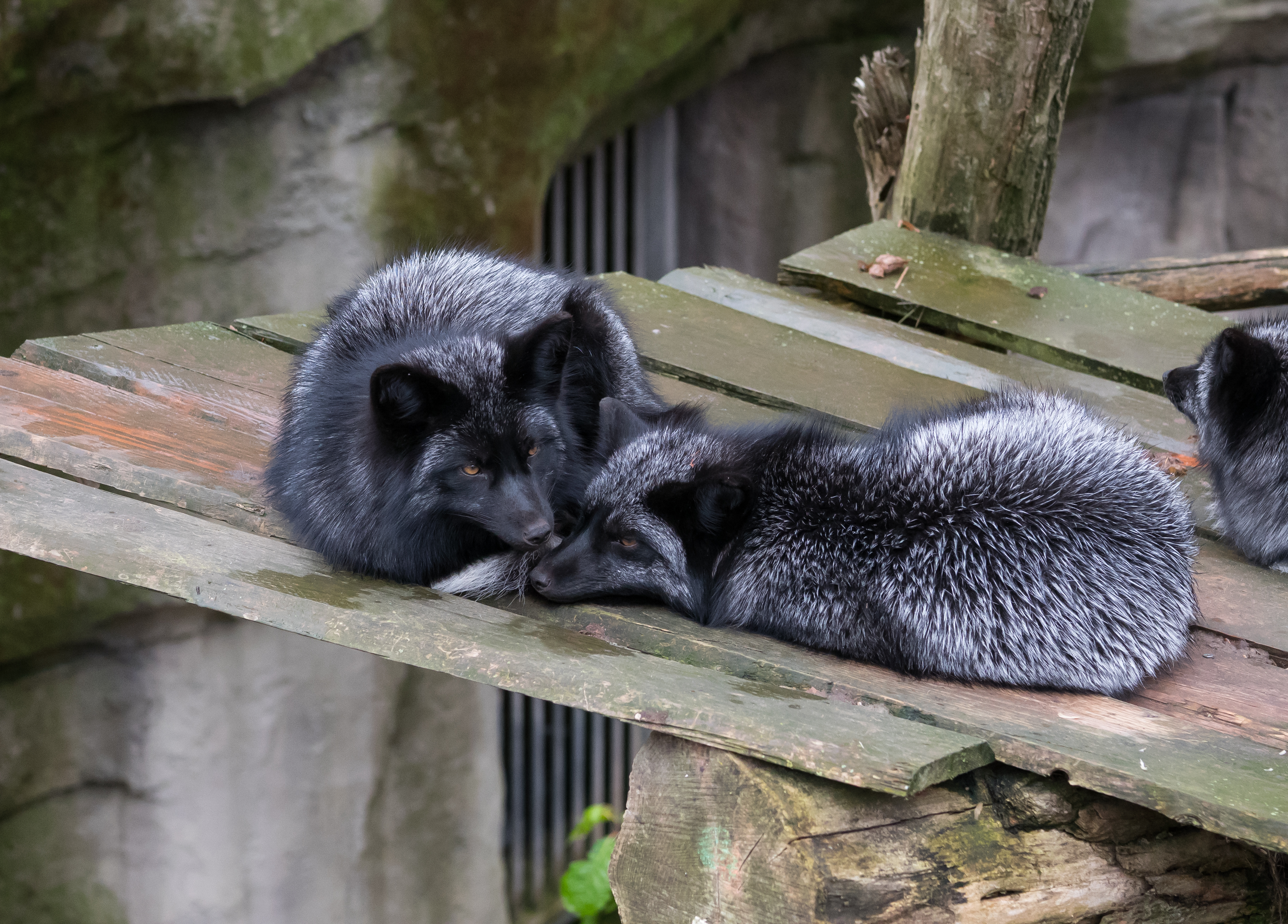 Osnabrück - Zoo - Silberfuchs 02
