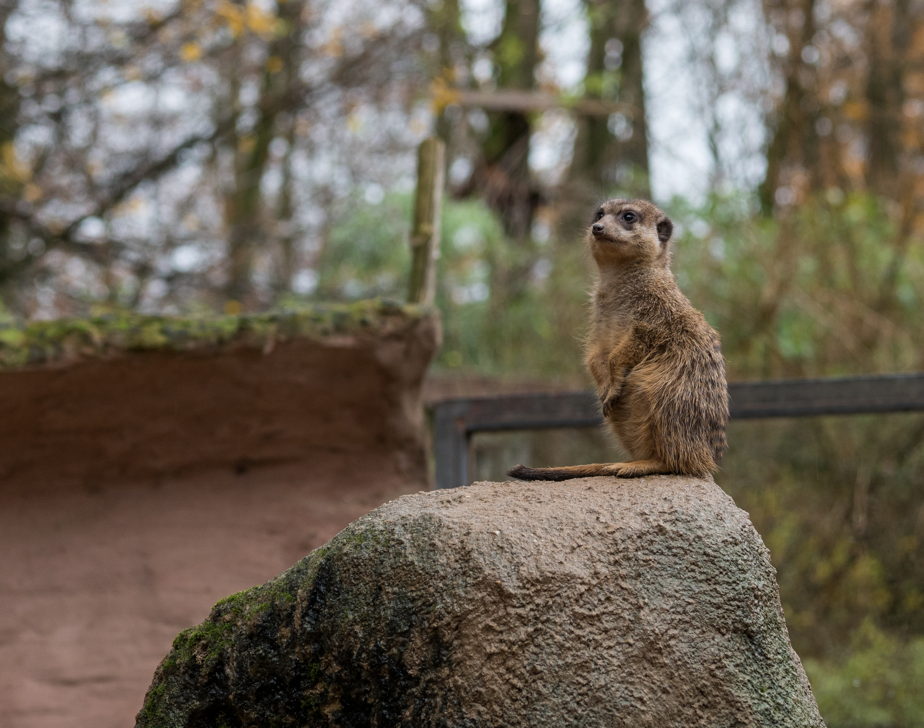 Osnabrück - Zoo - Suricata Suricatta 01