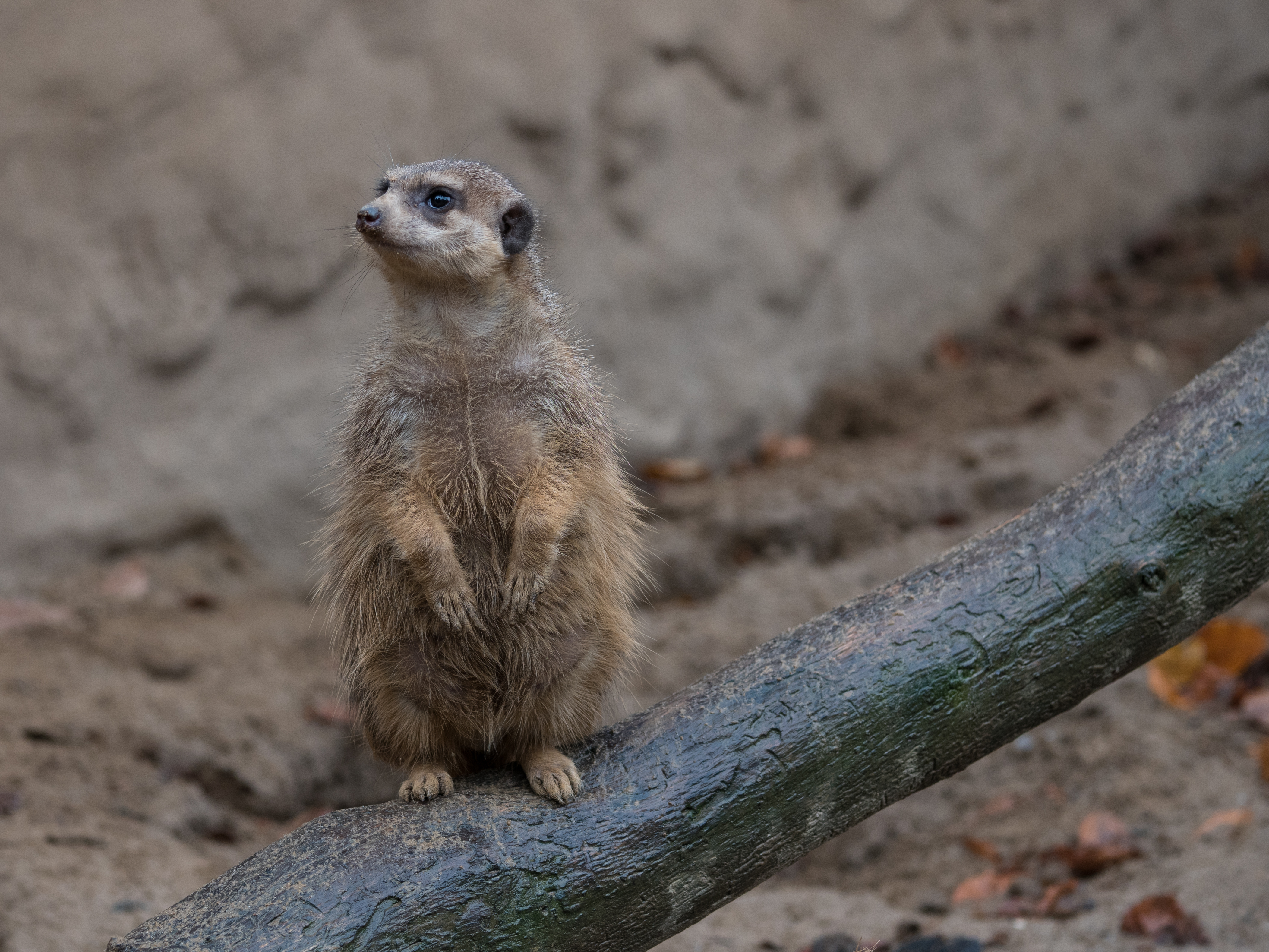 Osnabrück - Zoo - Suricata Suricatta 02