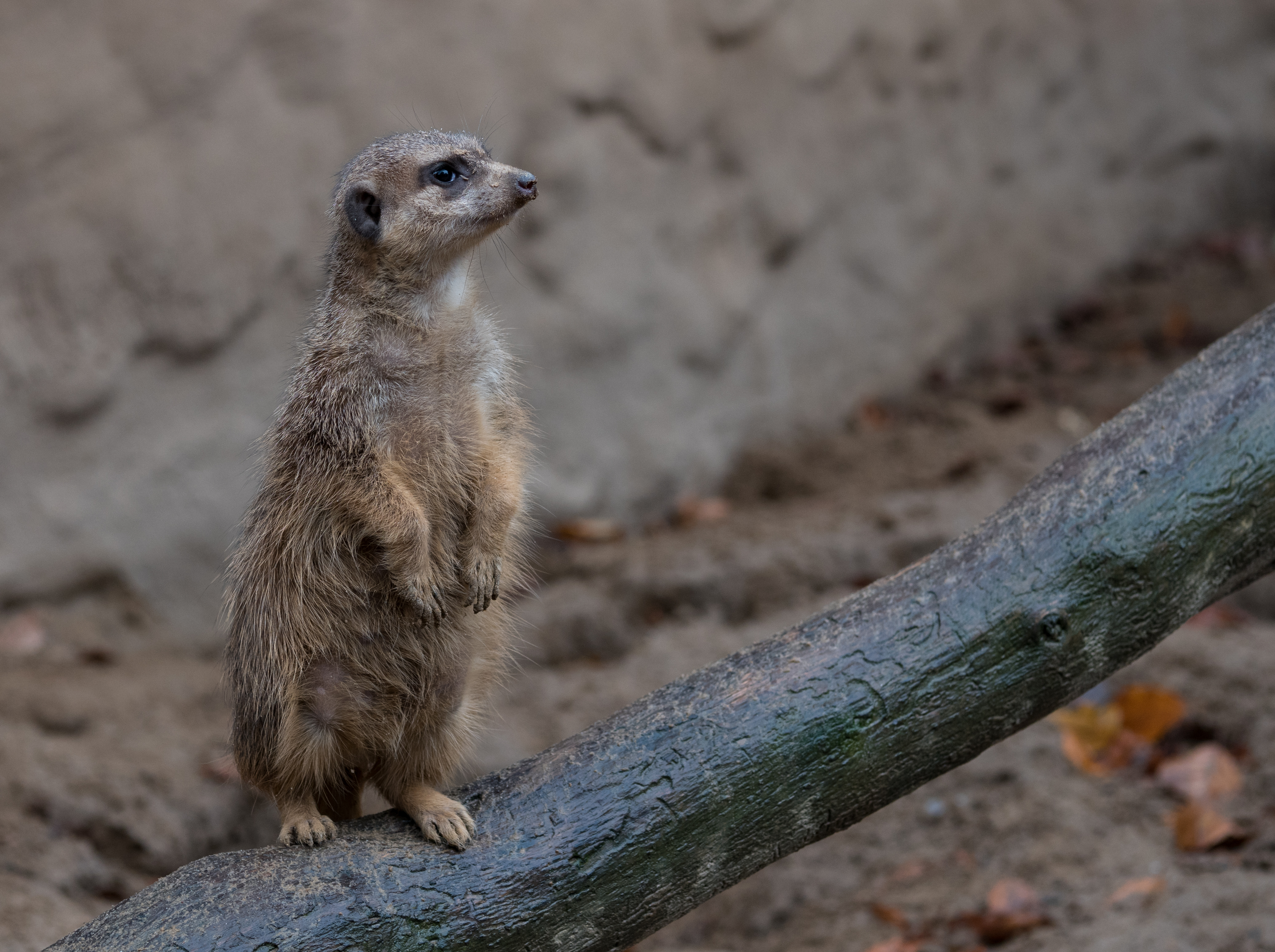 Osnabrück - Zoo - Suricata Suricatta 03