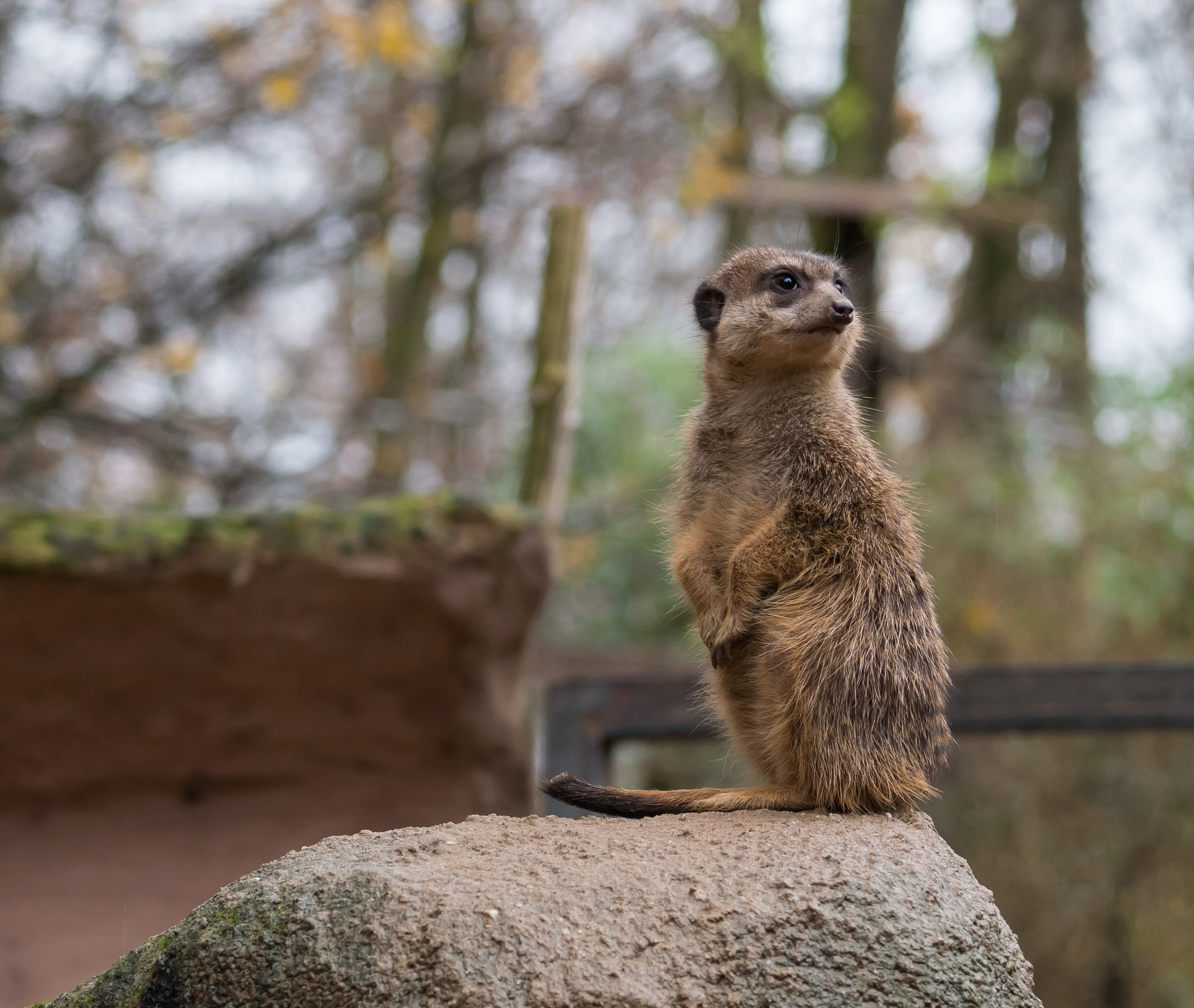 Osnabrück - Zoo - Suricata Suricatta 04
