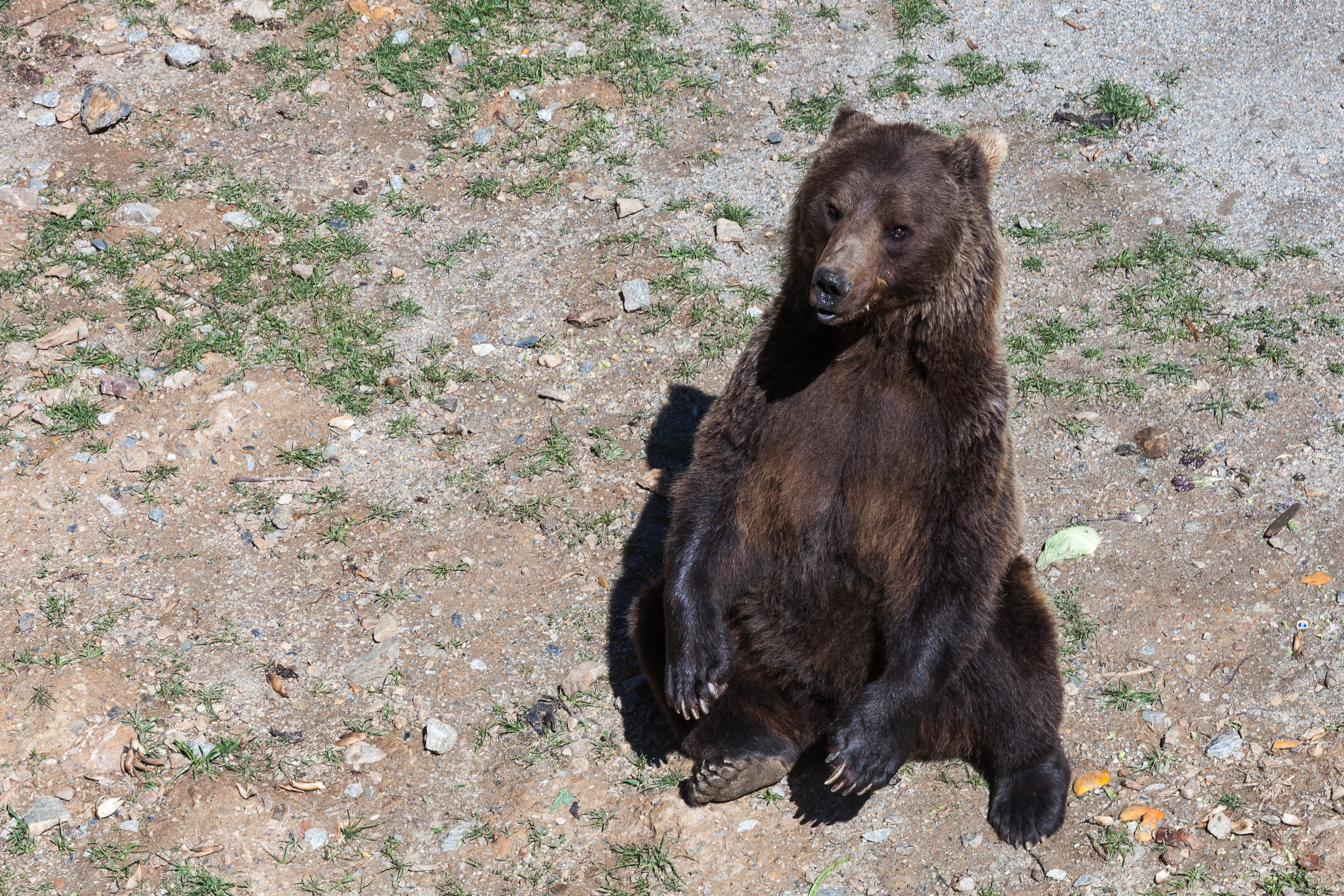 Oso. Naturlandia. Sant Julià de Lòira. Andorra 238