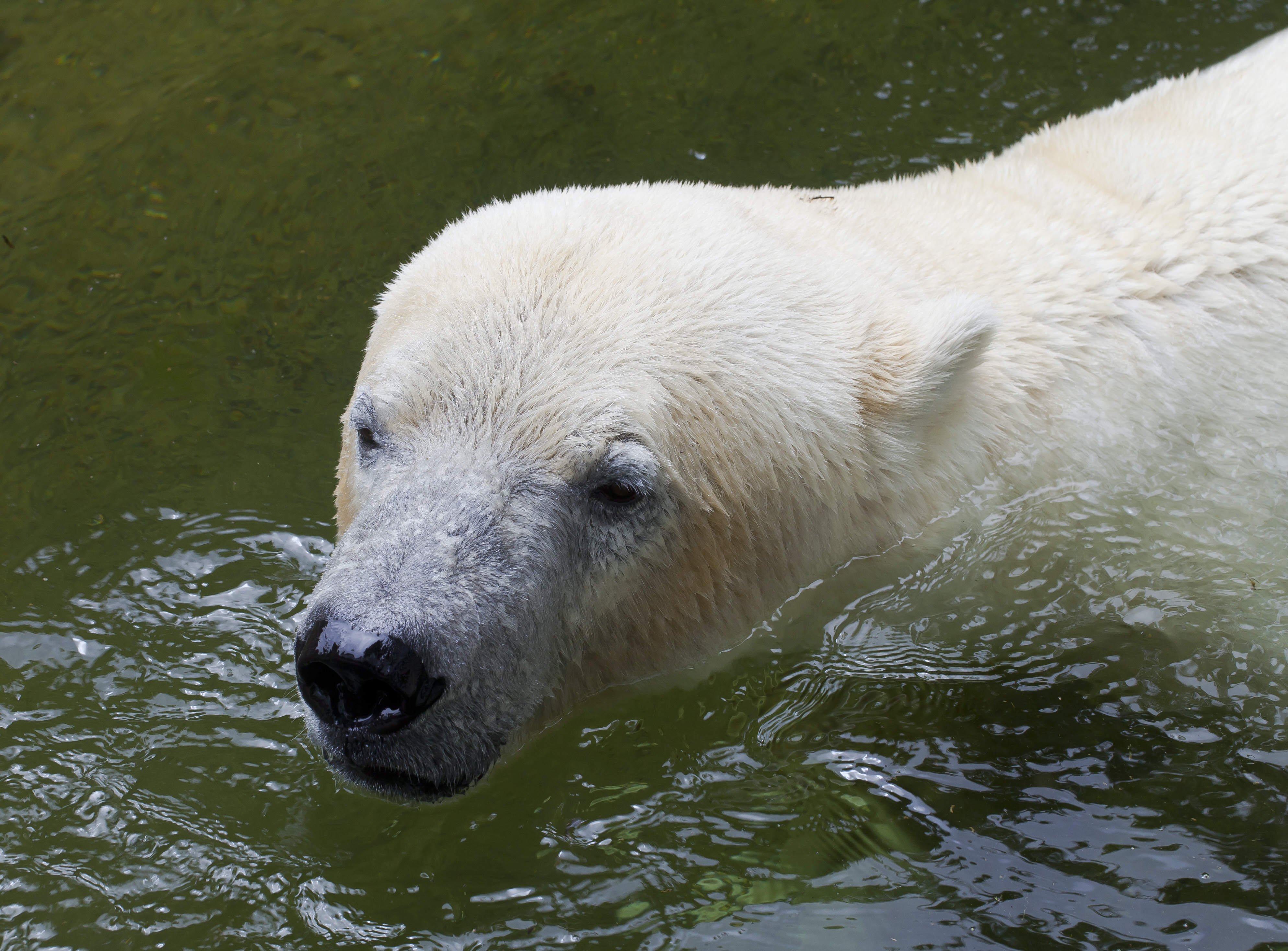 Oso polar (Ursus maritimus), Tierpark Hellabrunn, Múnich, Alemania, 2012-06-17, DD 01