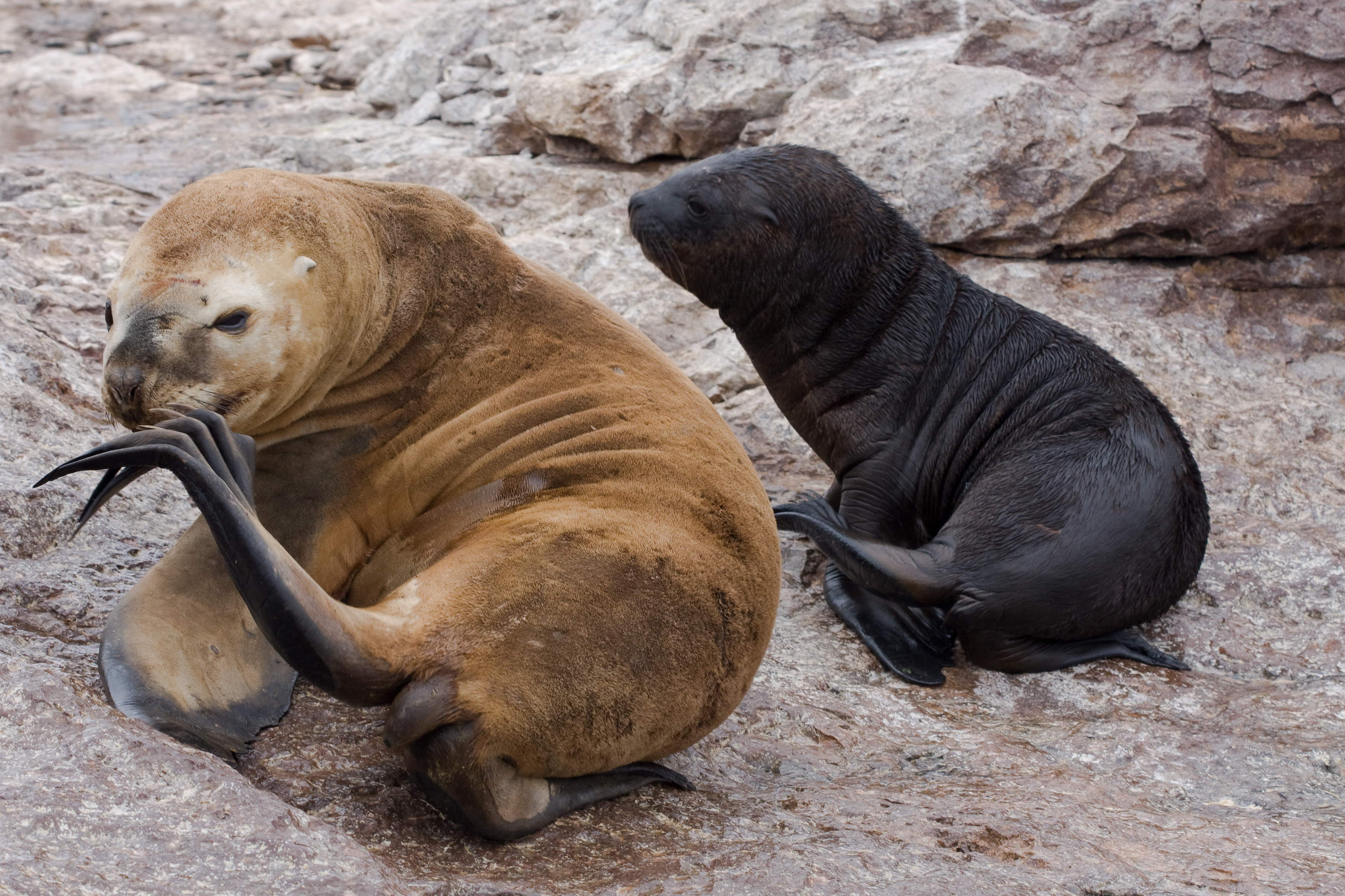 Otaria flavescens -Patagonia-8