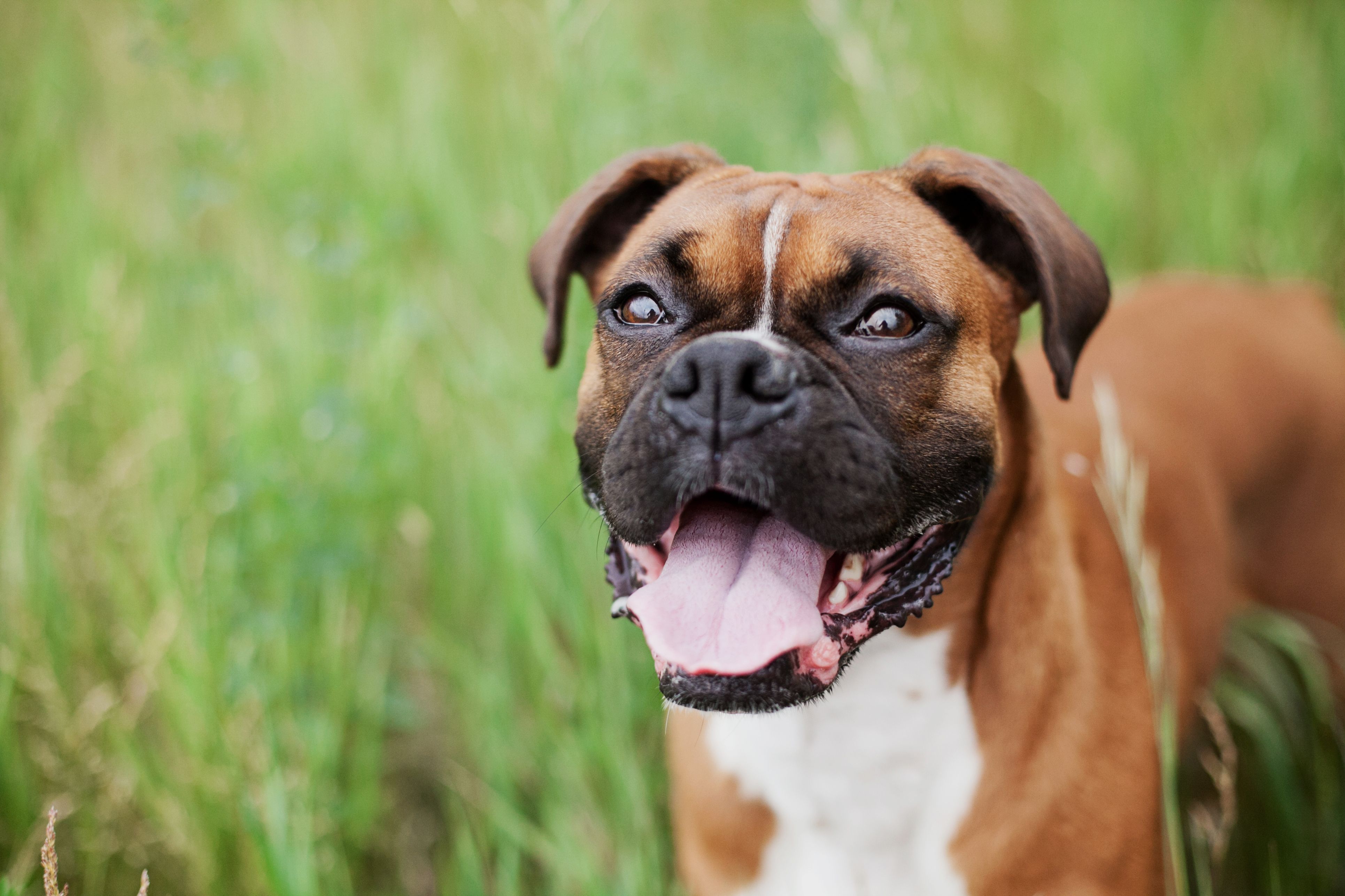 Ottawa dog (Unsplash)