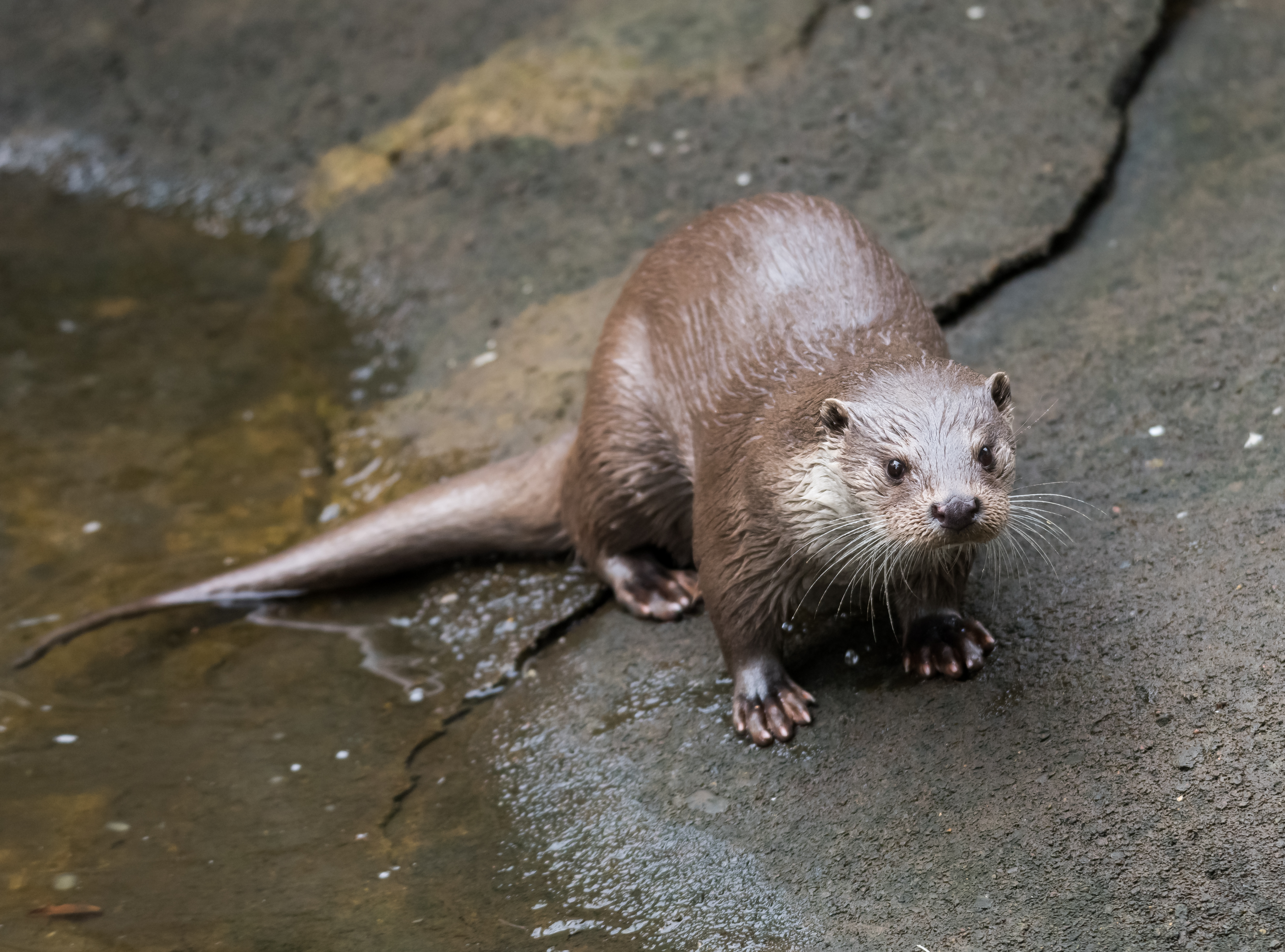 Otter2 (14995527147)