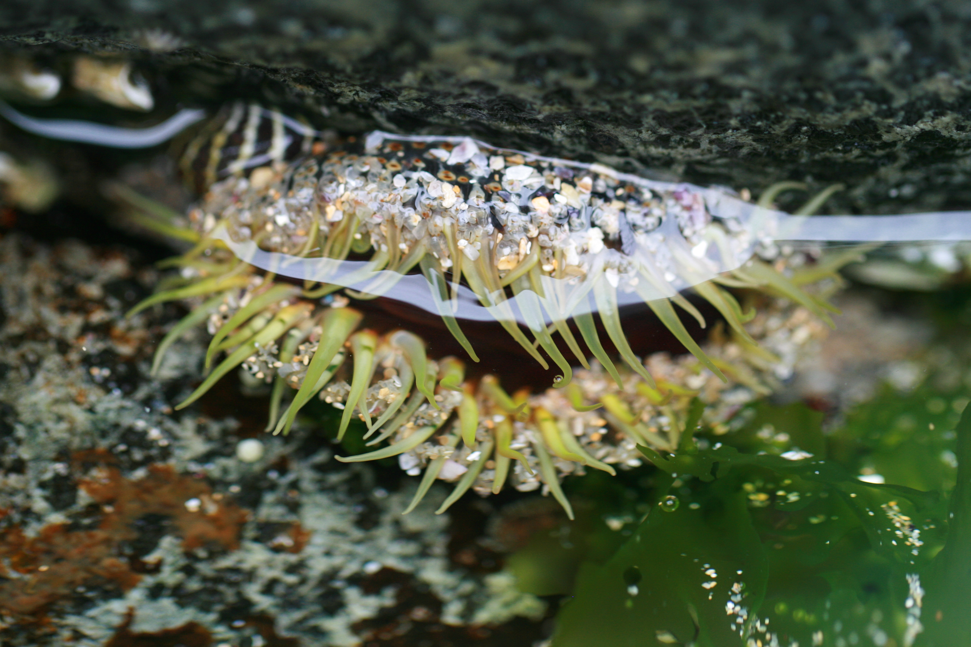 Oulactis species