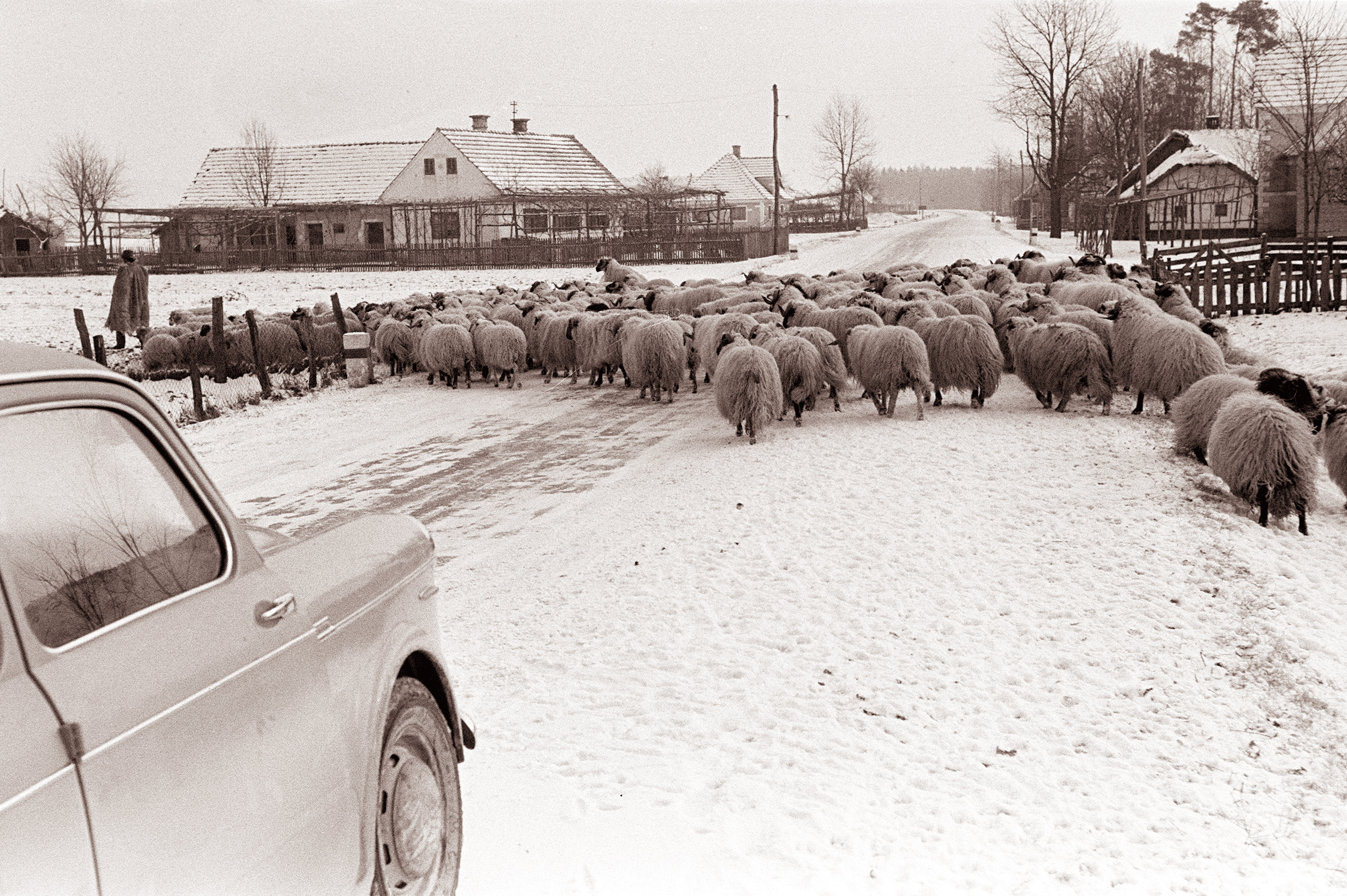 Ovce na cesti v Spuhlji 1962