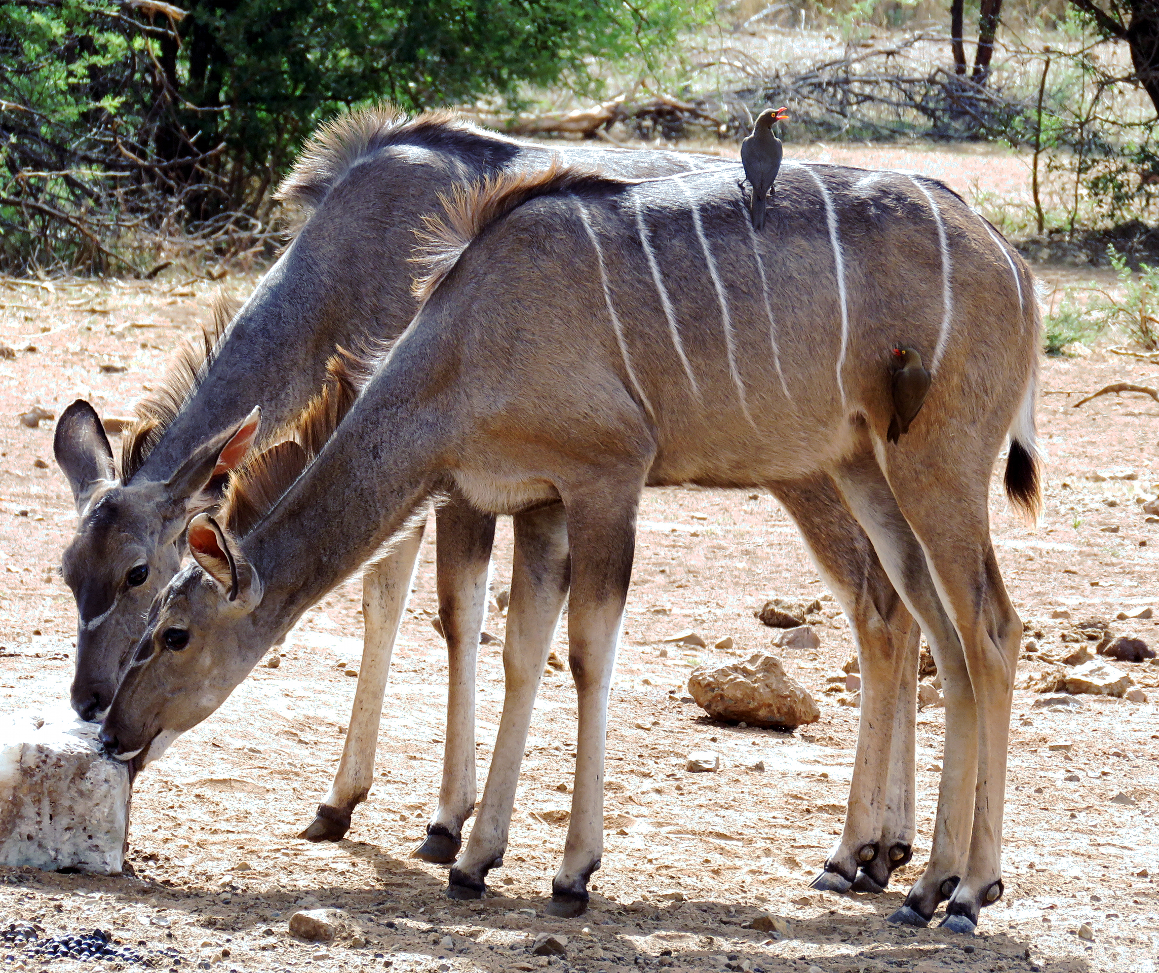 Oxpeclers on Kudu