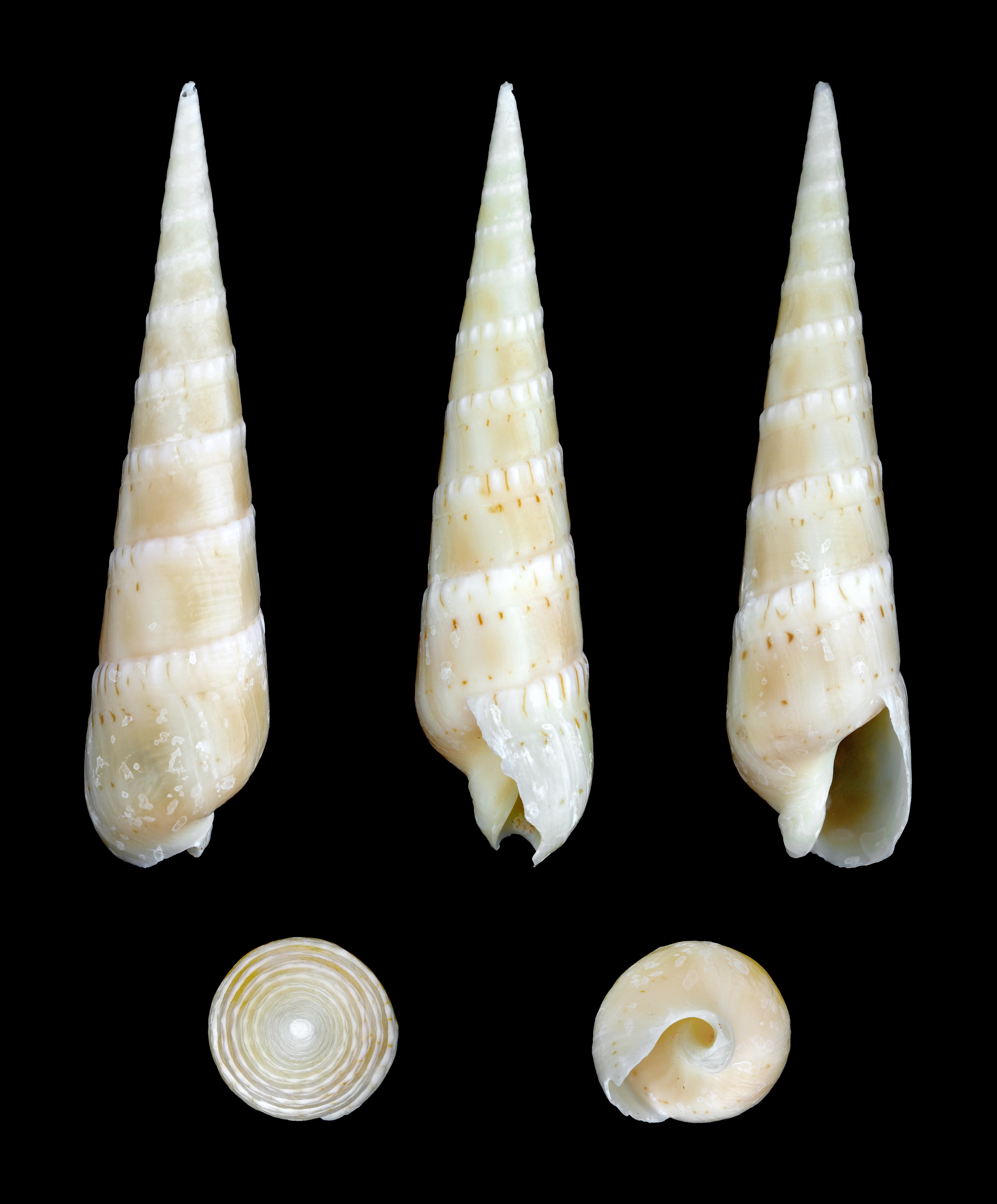 Oxymeris crenulata 01