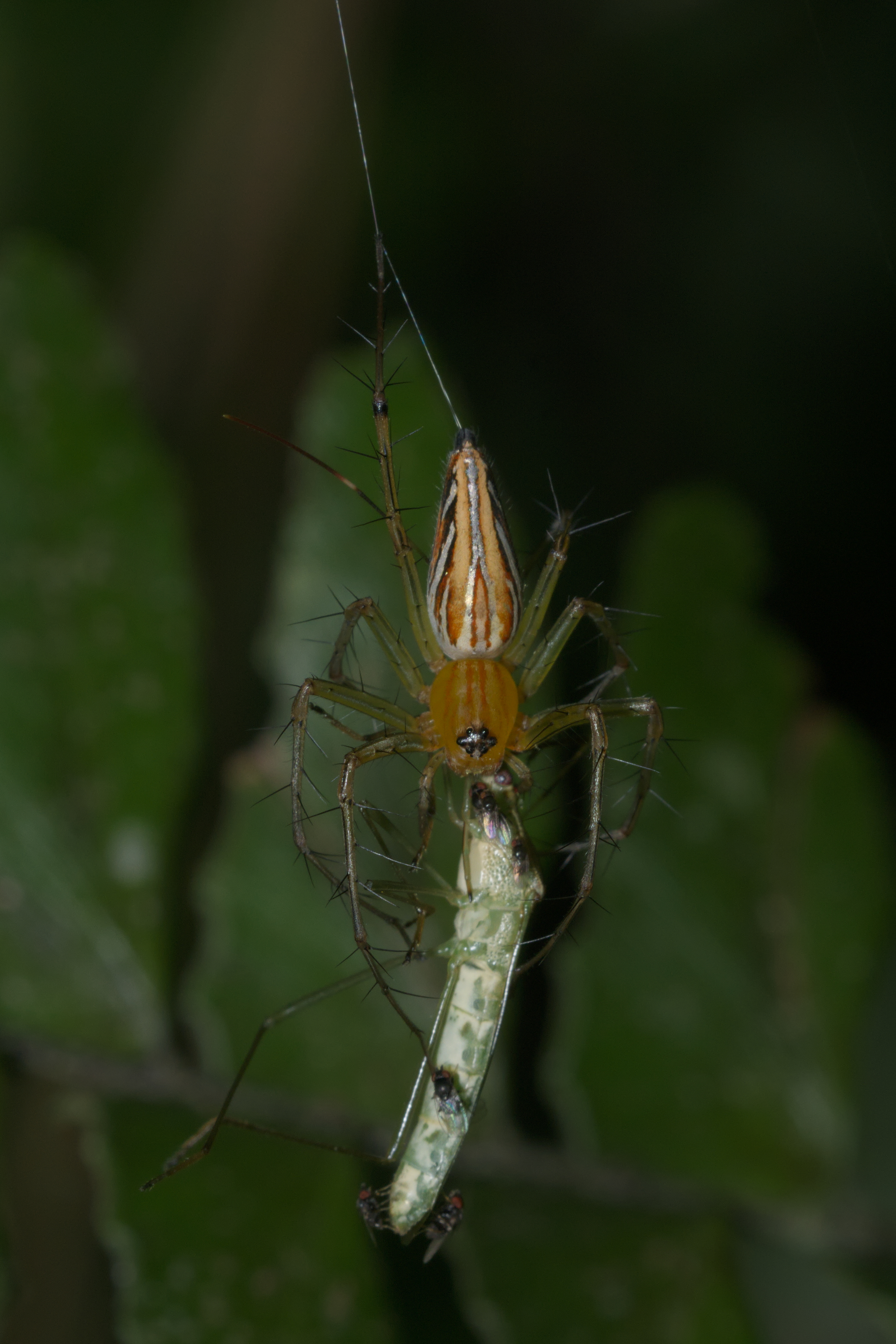 Oxyopes javanus-Kadavoor-2016-04-02-001