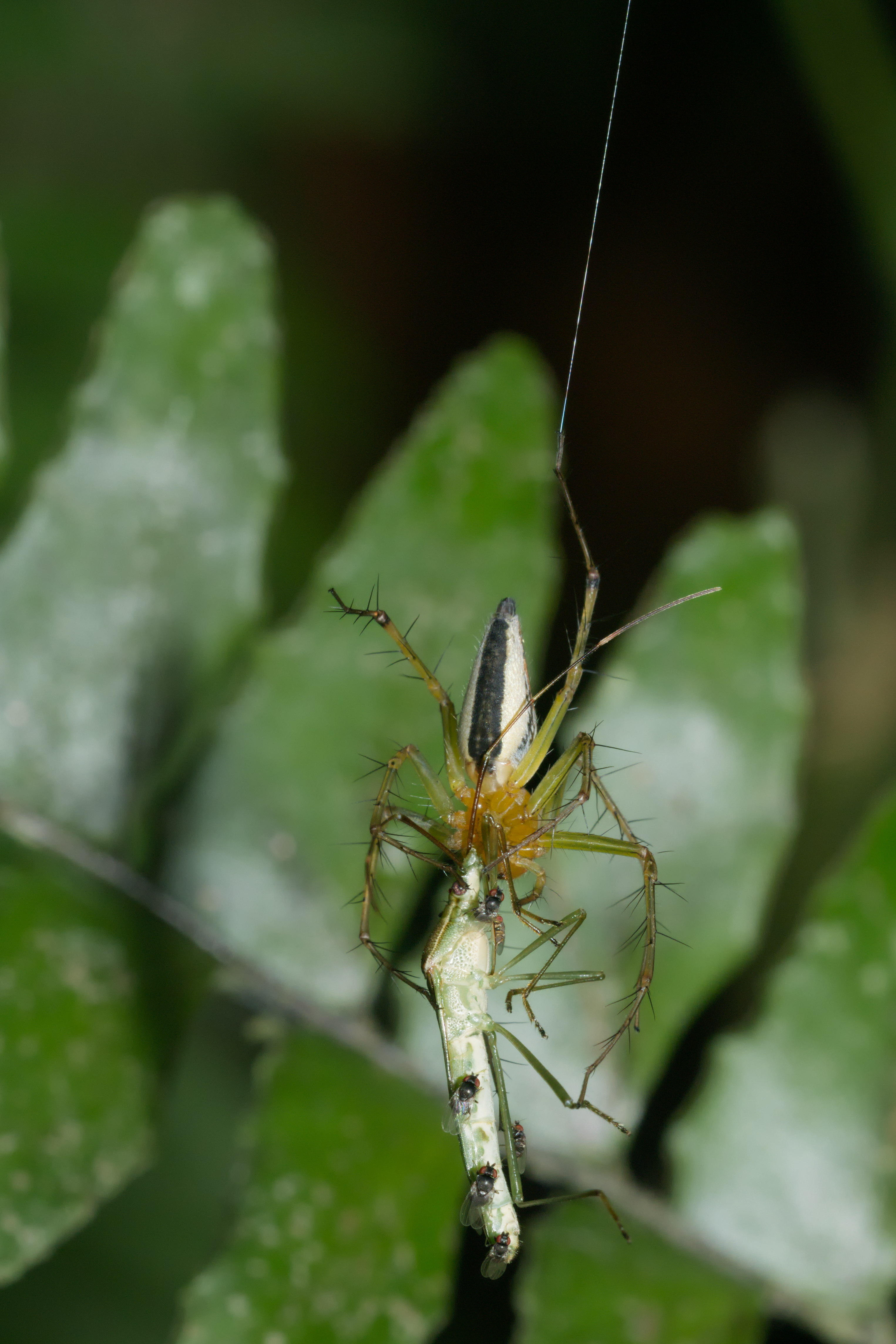 Oxyopes javanus-Kadavoor-2016-04-02-002