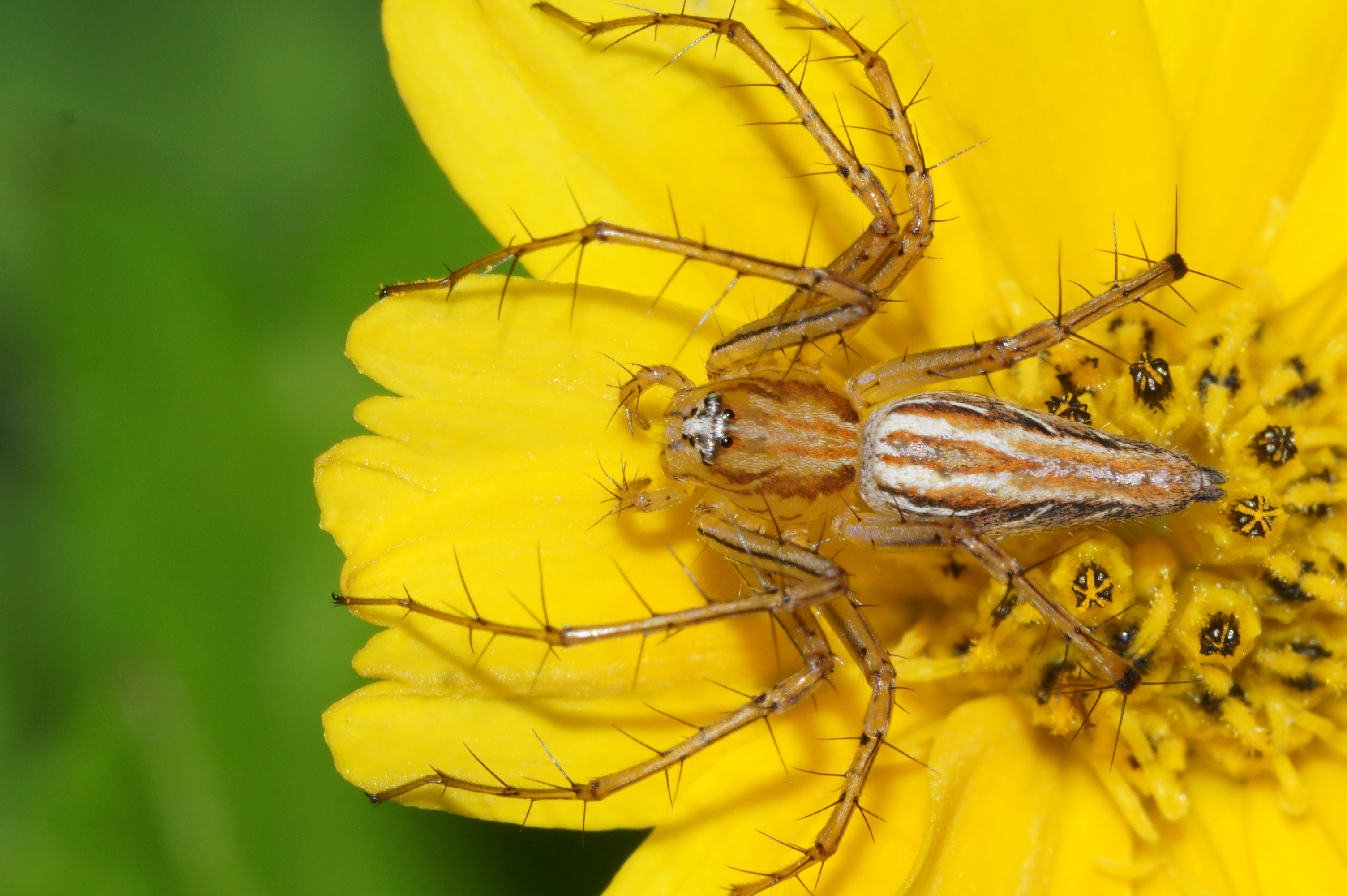 Oxyopes javanus 09134