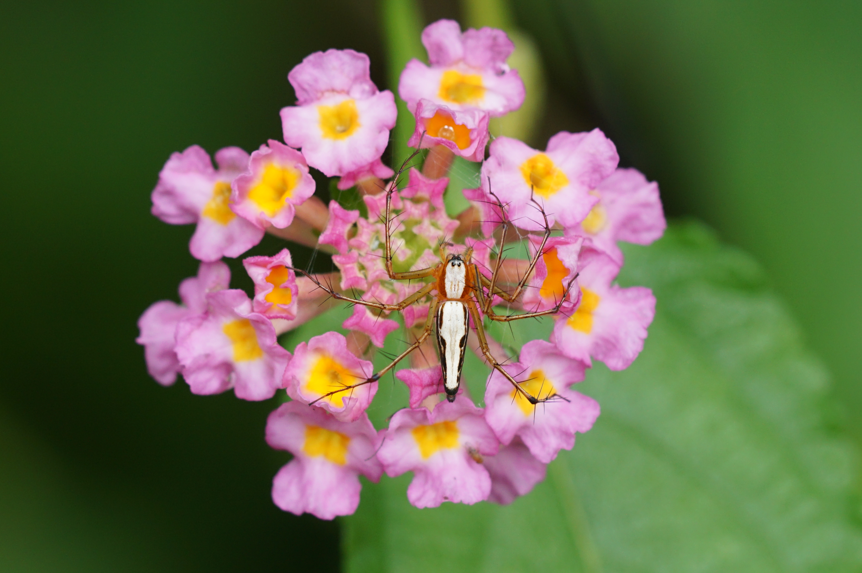 Oxyopes shweta - 2