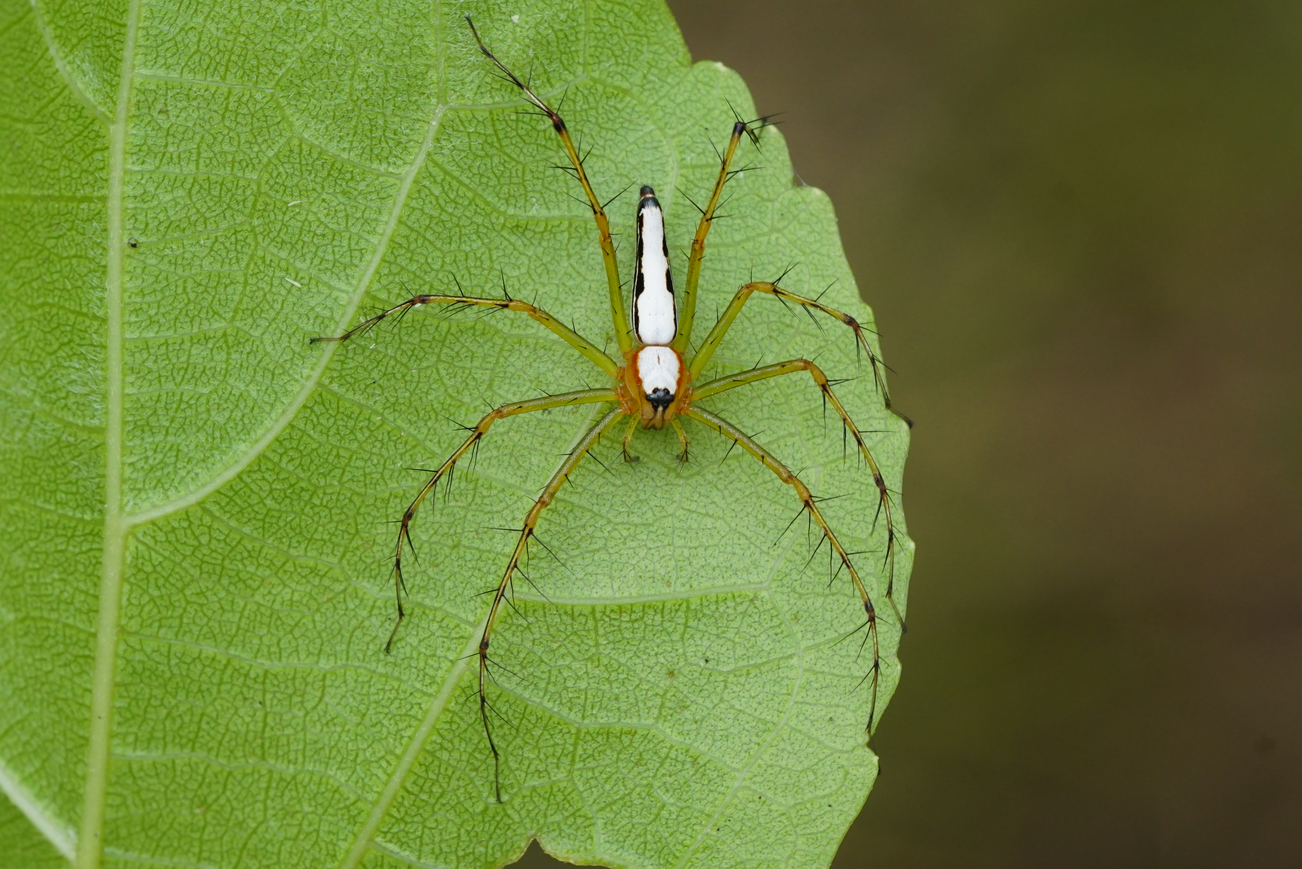 Oxyopes shweta 06686