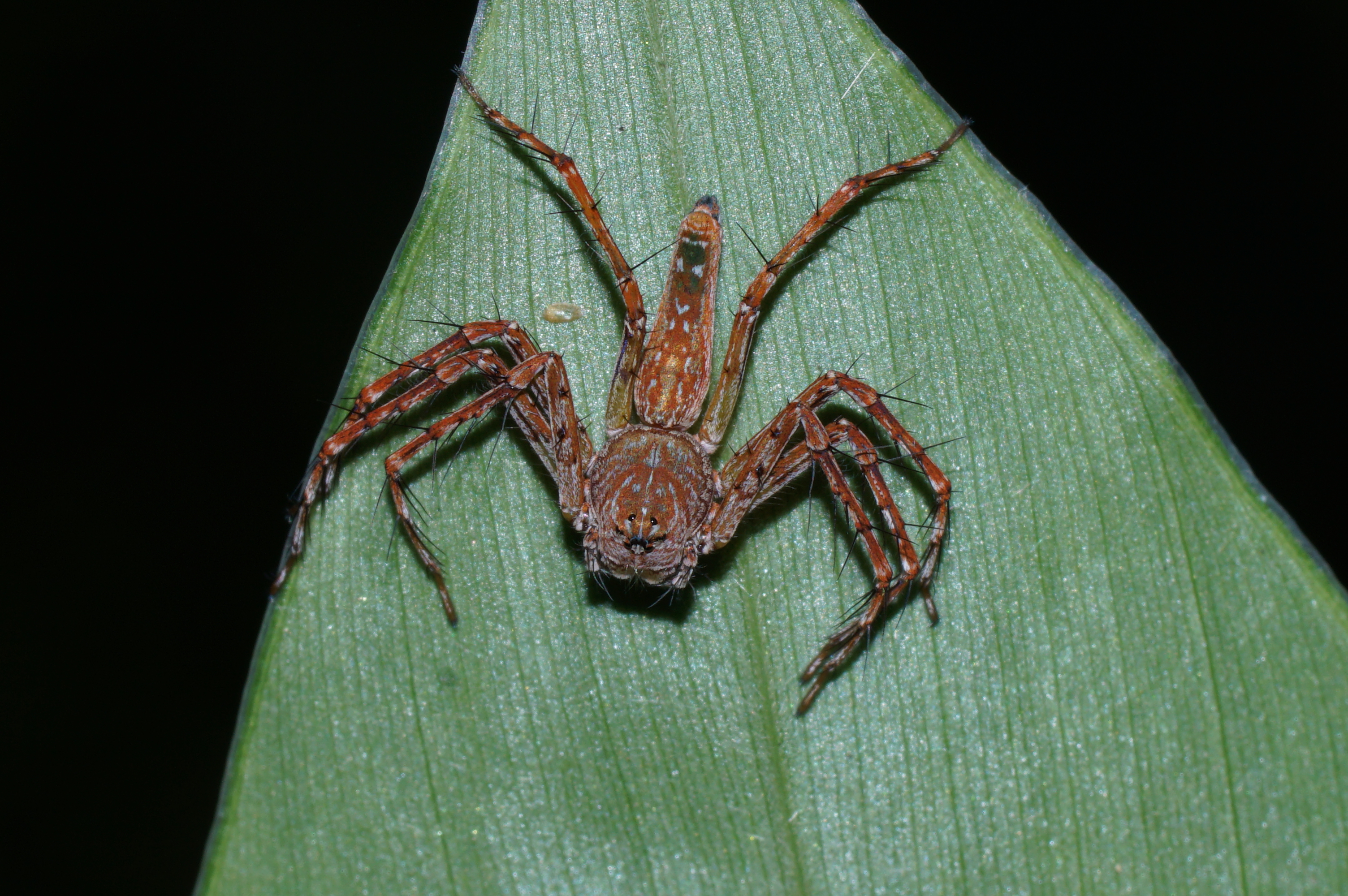 Oxyopidae 02356