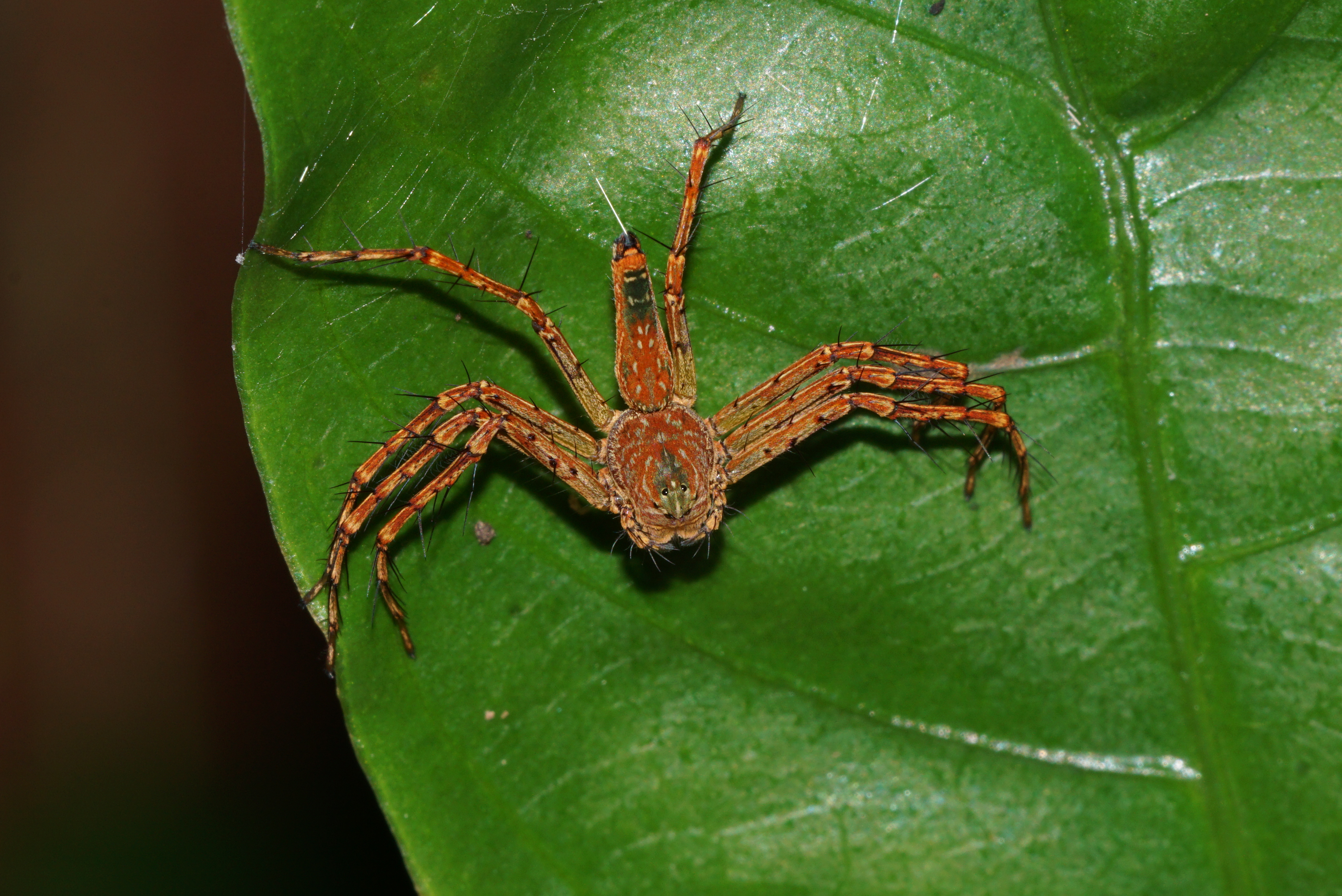 Oxyopidae 06832