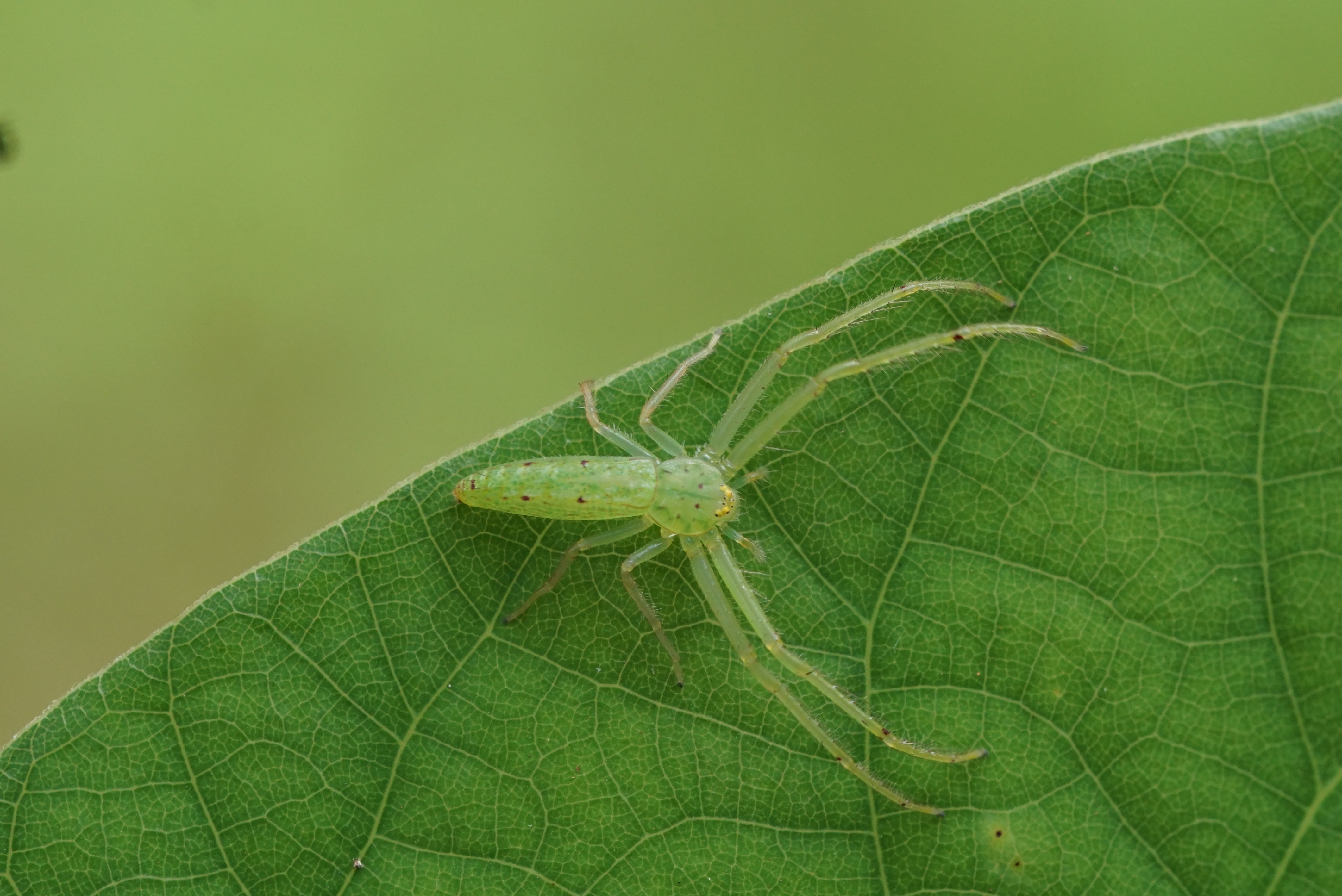 Oxytate virens 01802
