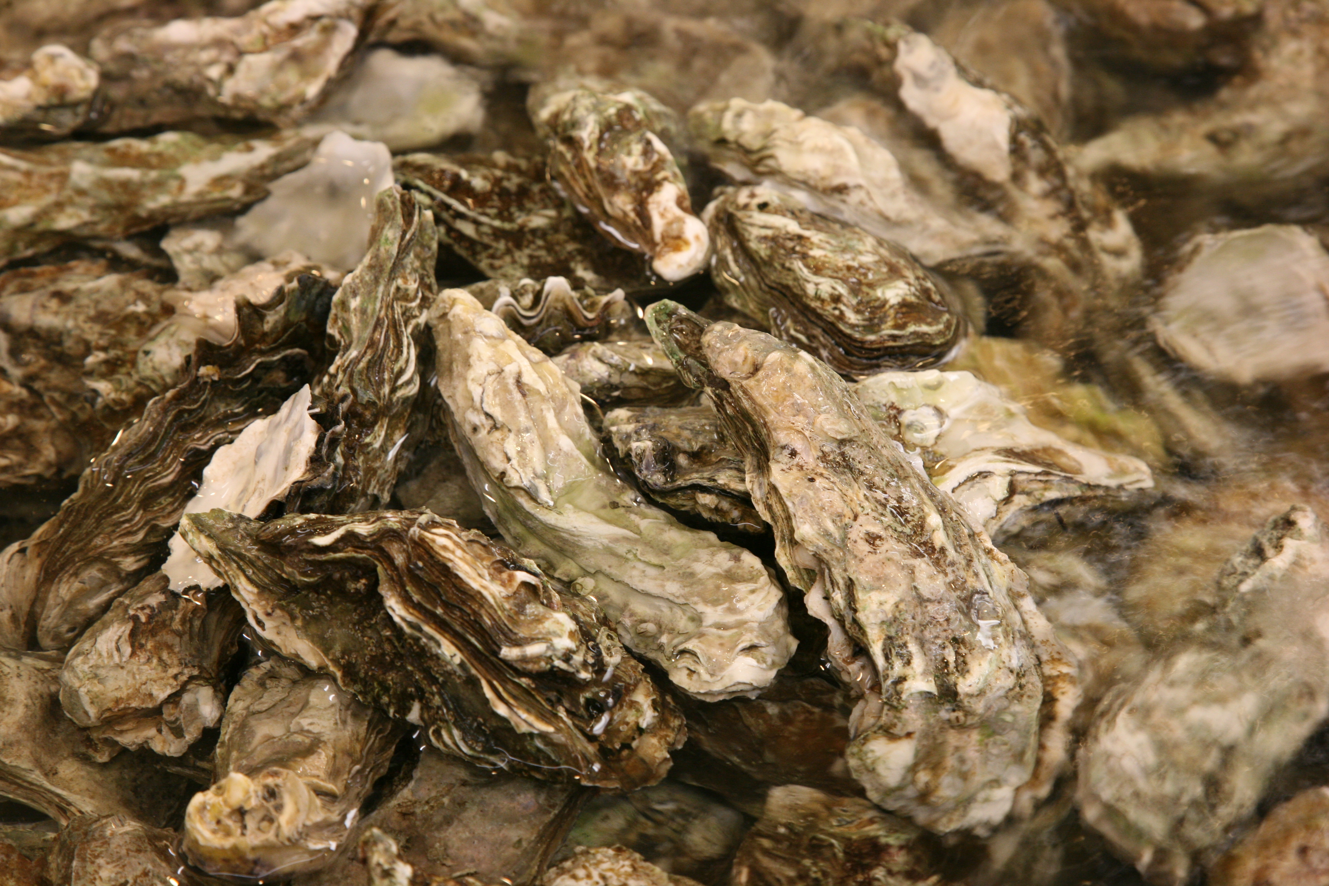 Oysters