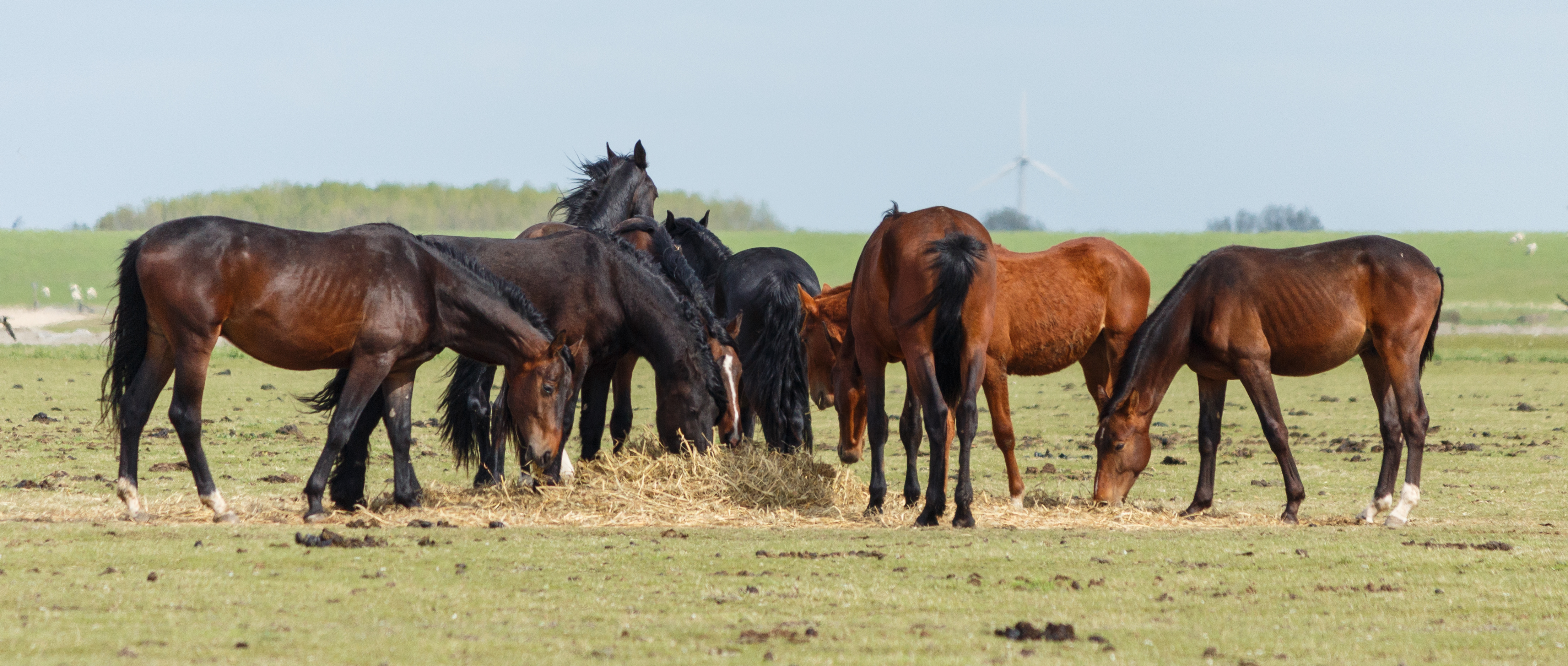Paarden in de zomerpolder. Locatie, Noarderleech