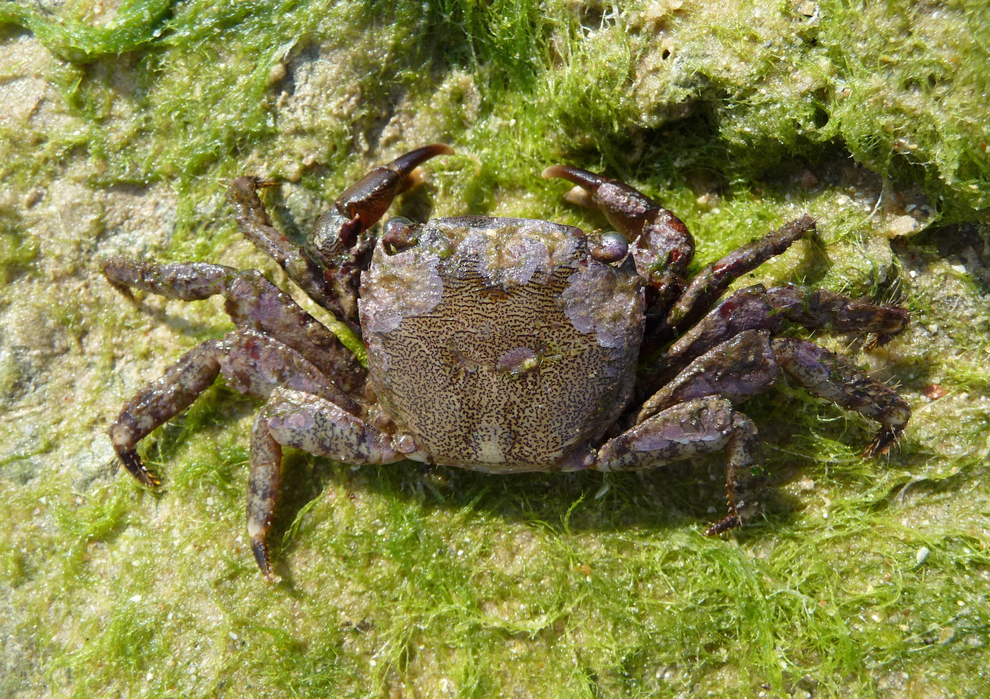 Pachygrapsus marmoratus 2009 G5
