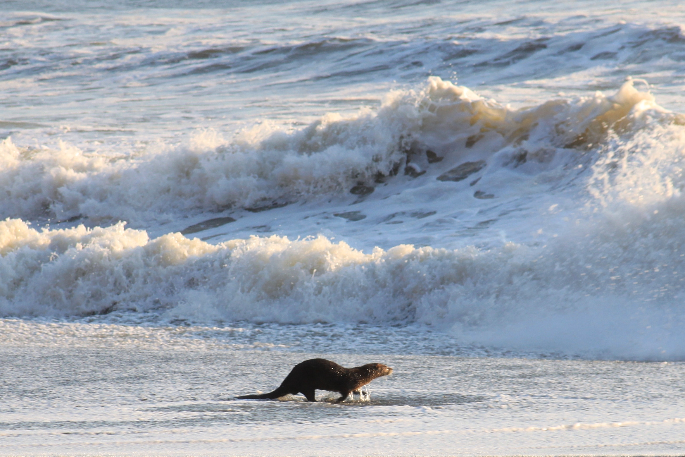 Pacific Otter (5652074885) (2)