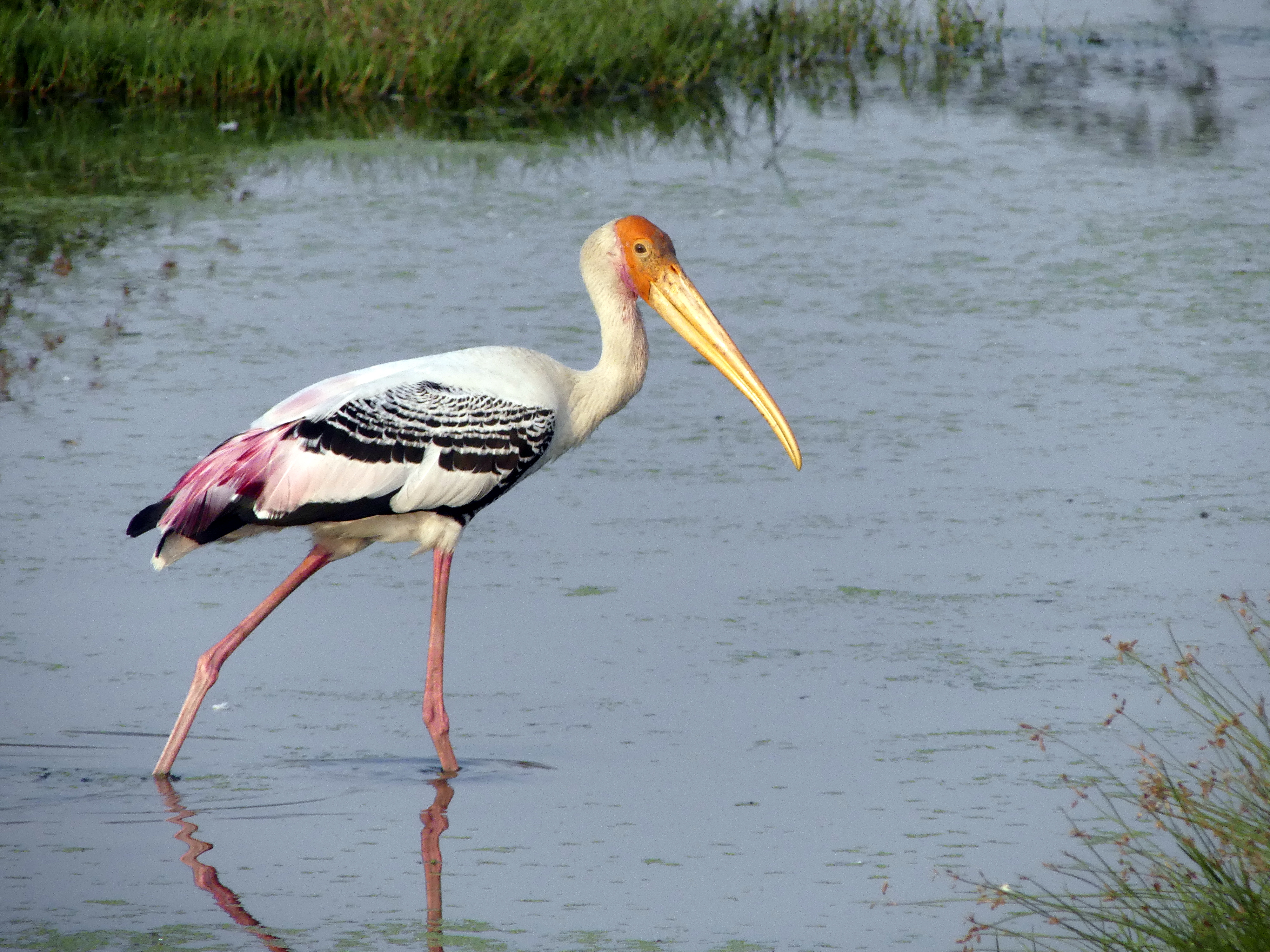 Painted Stork Picture