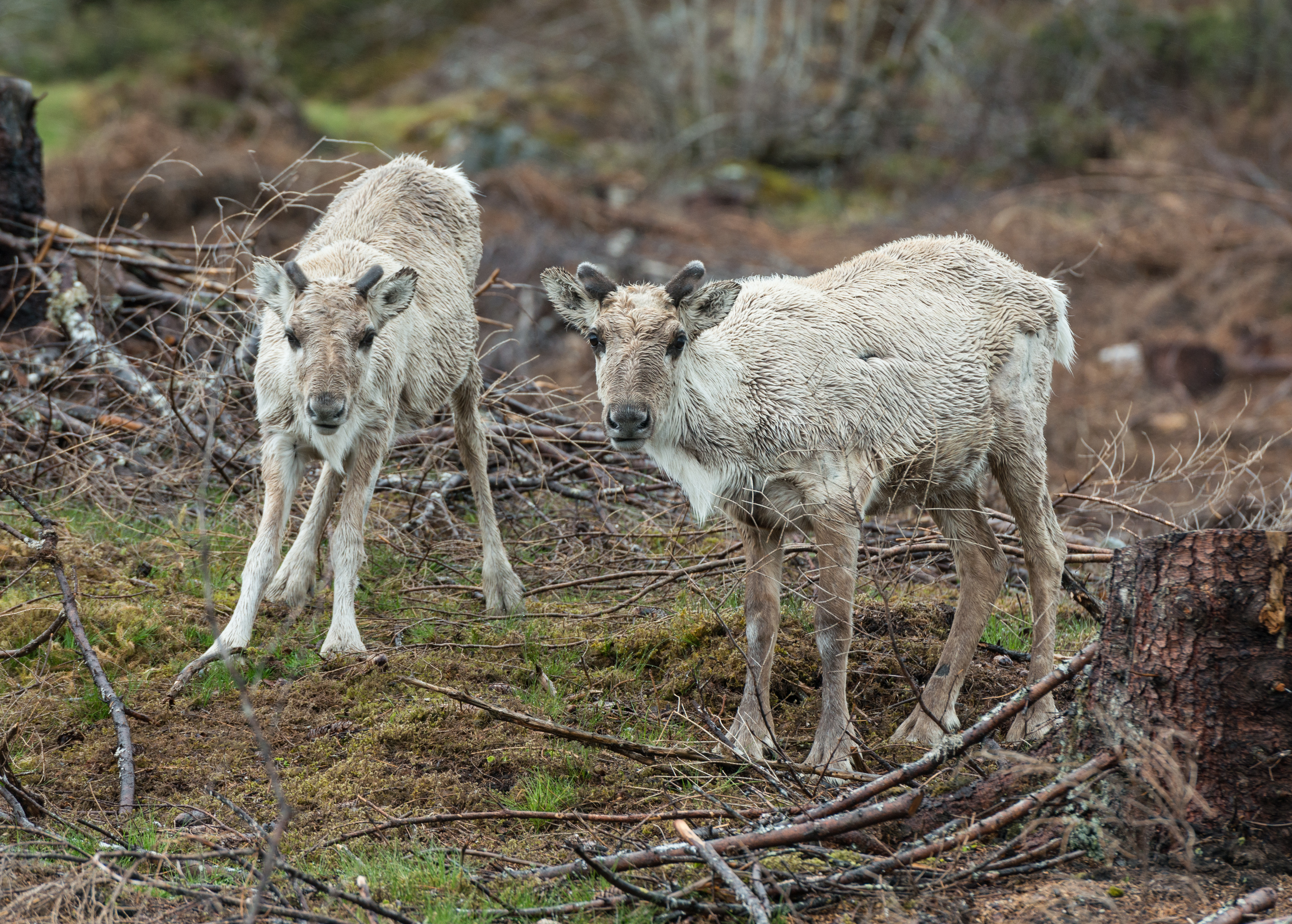 Pair of Rangifer, near Gloppen, Norway 20150603 1