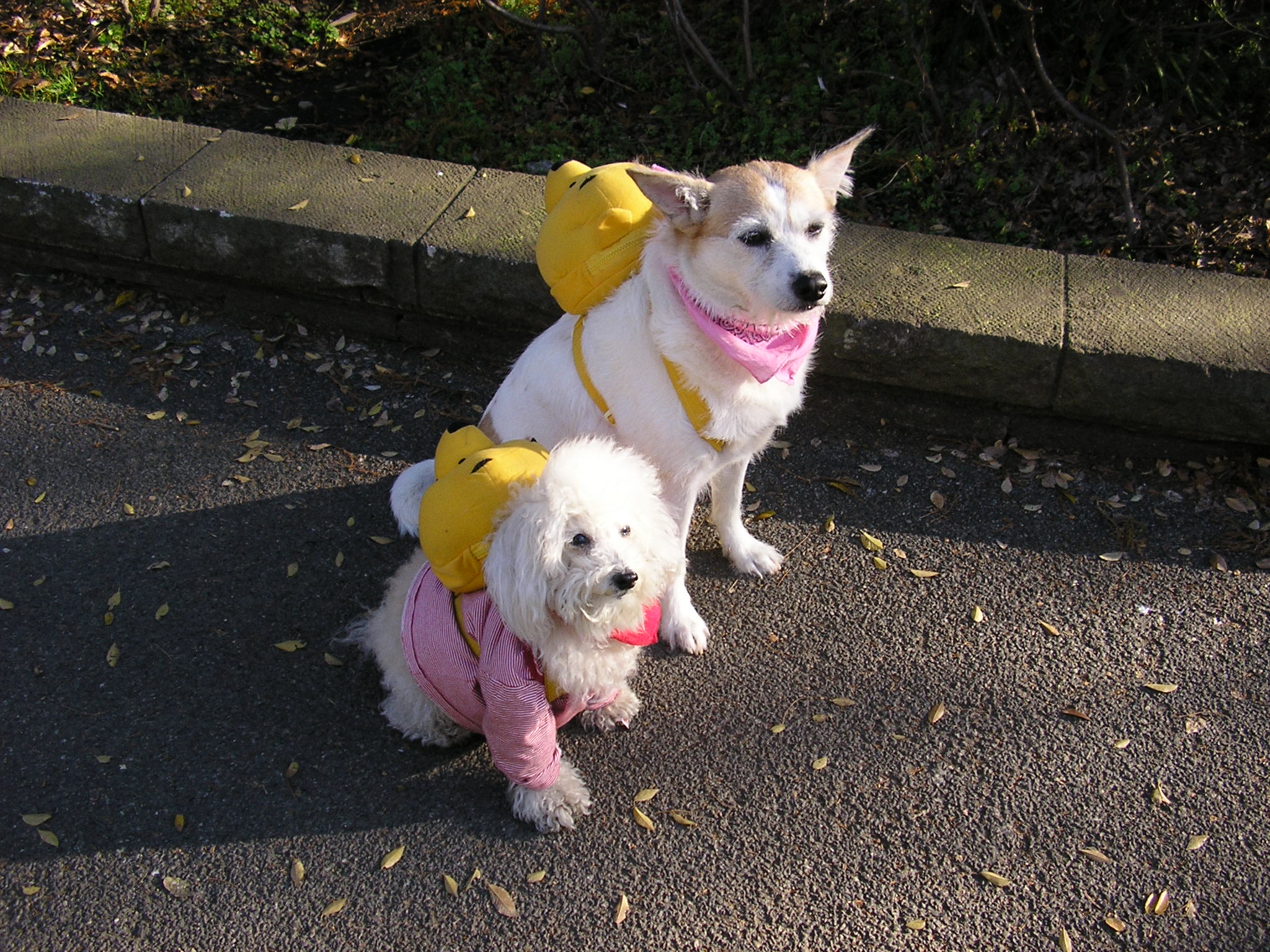 Pampered Pooches (1170735517)