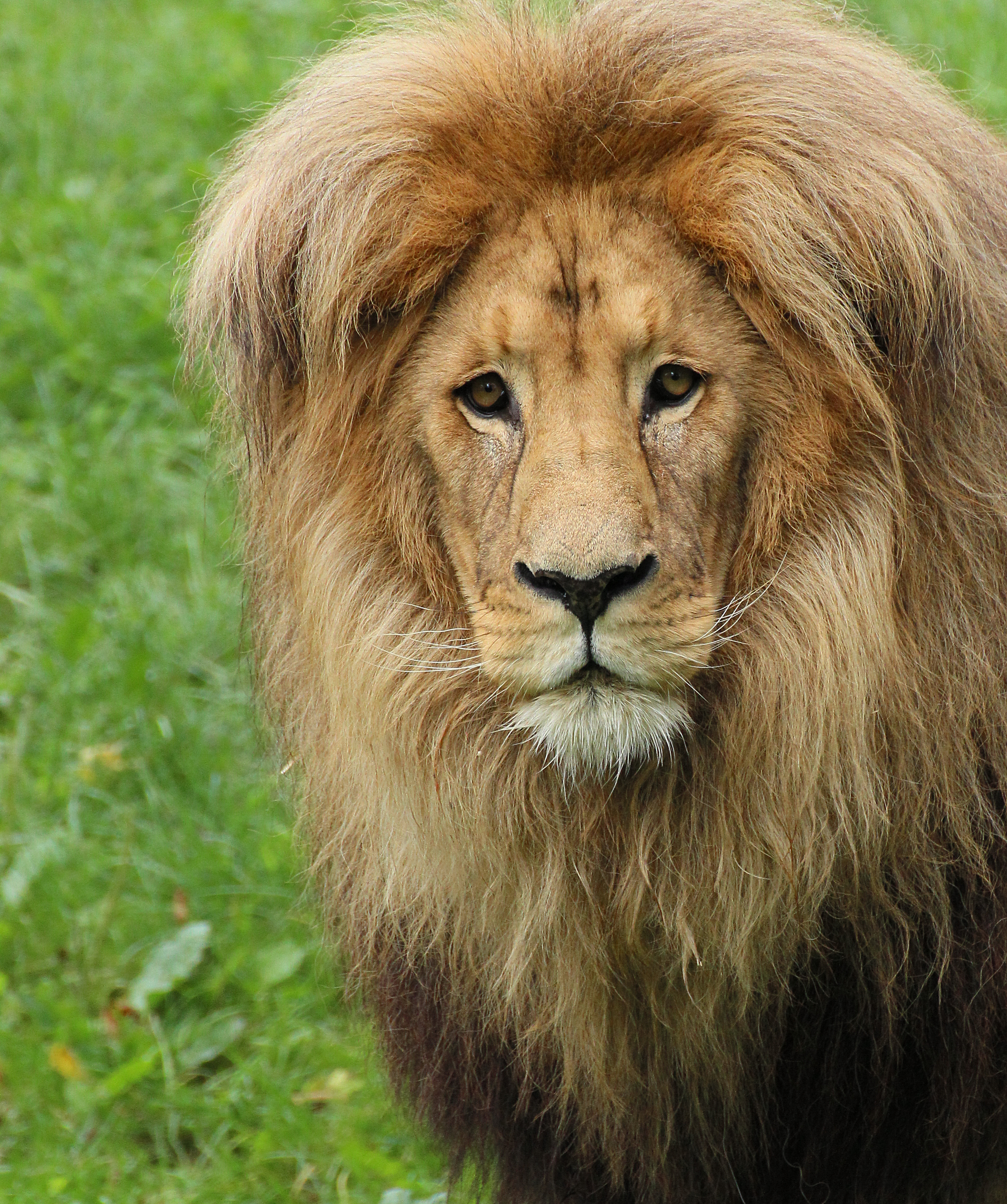 Panthera leo bleyenberghi head Leipzig Zoo 2013