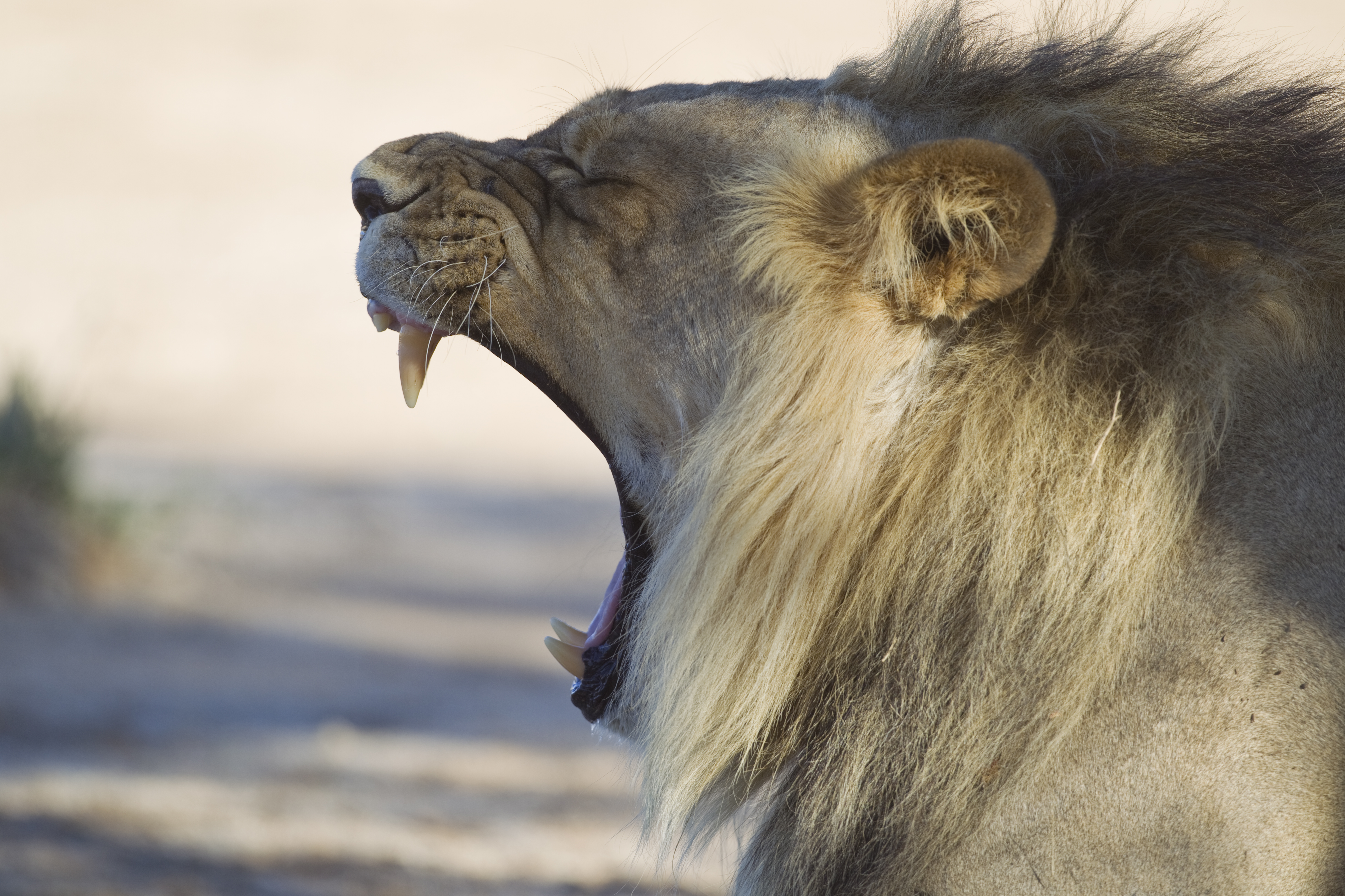 Panthera leo yawn (Kgalagadi, 2012)