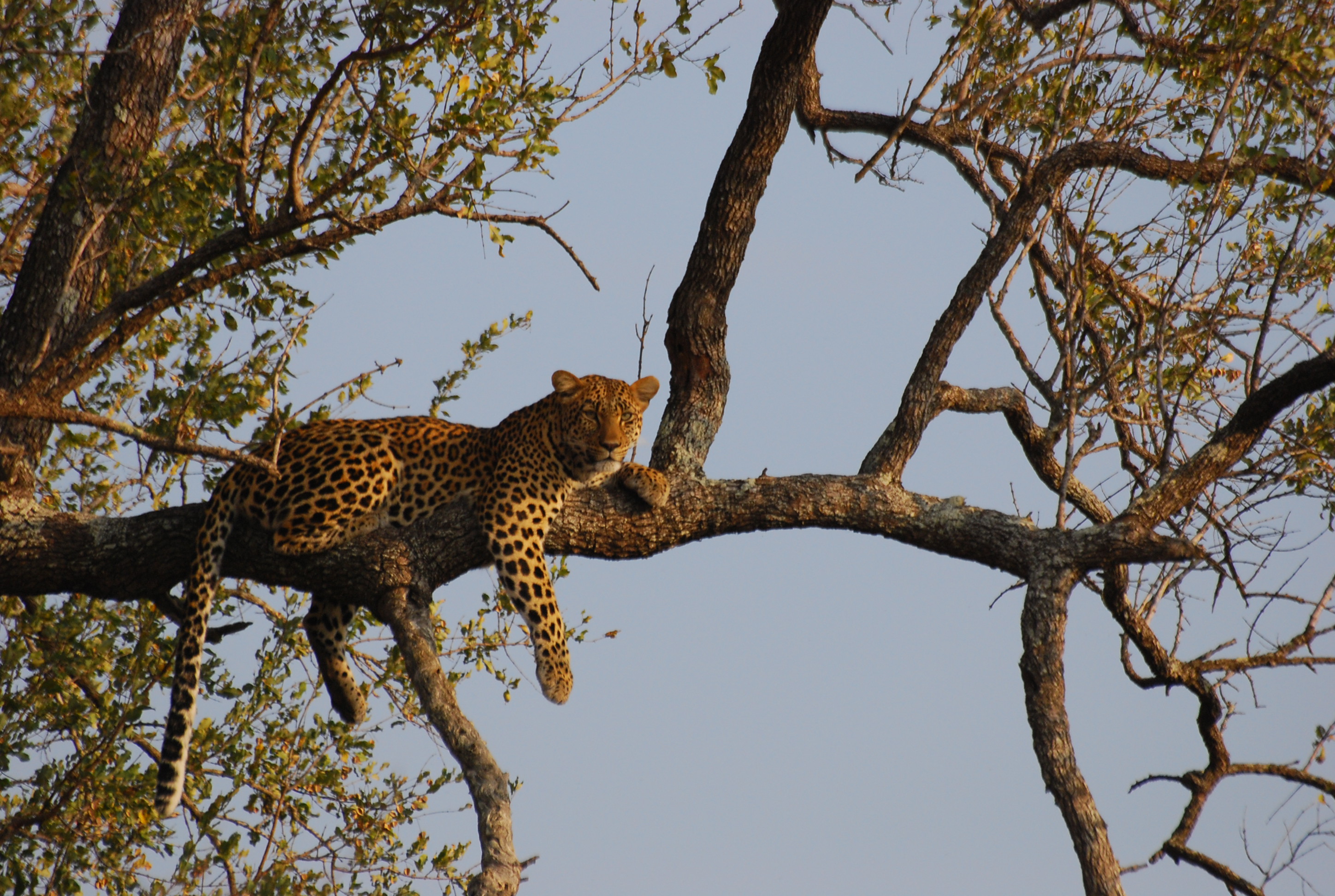 Panthera pardus KrugerNP