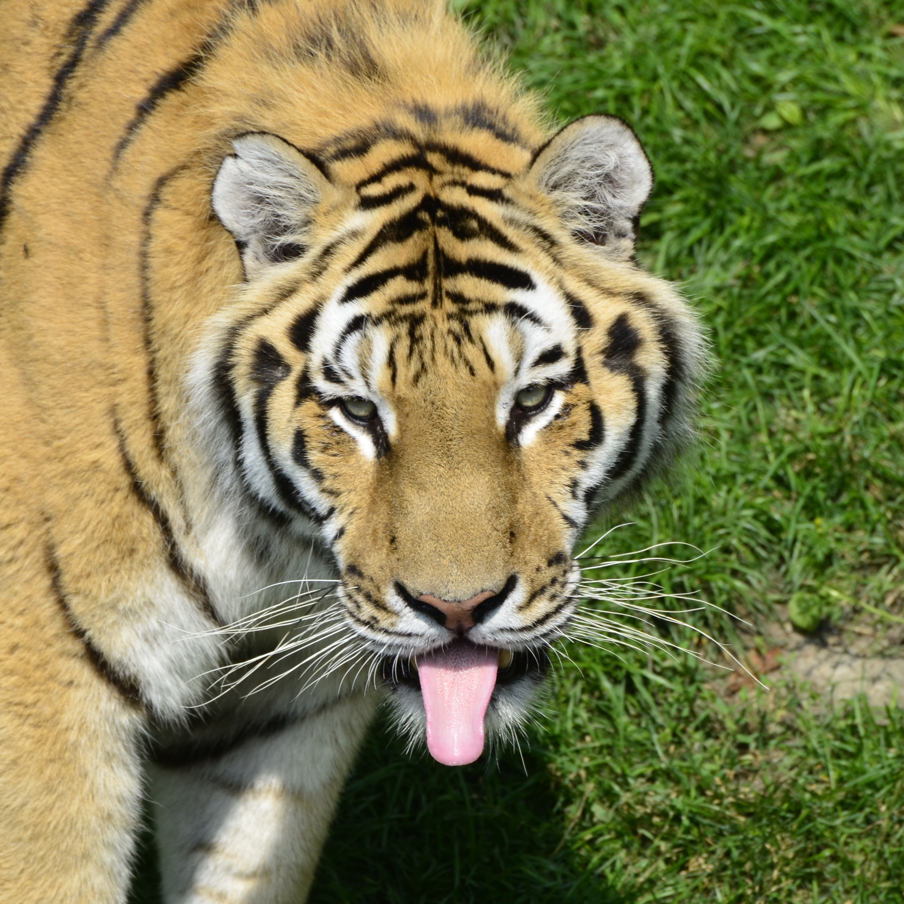 Panthera tigris altaica - Zoo Sauvage de Saint-Félicien - 2016-07-19 (1)