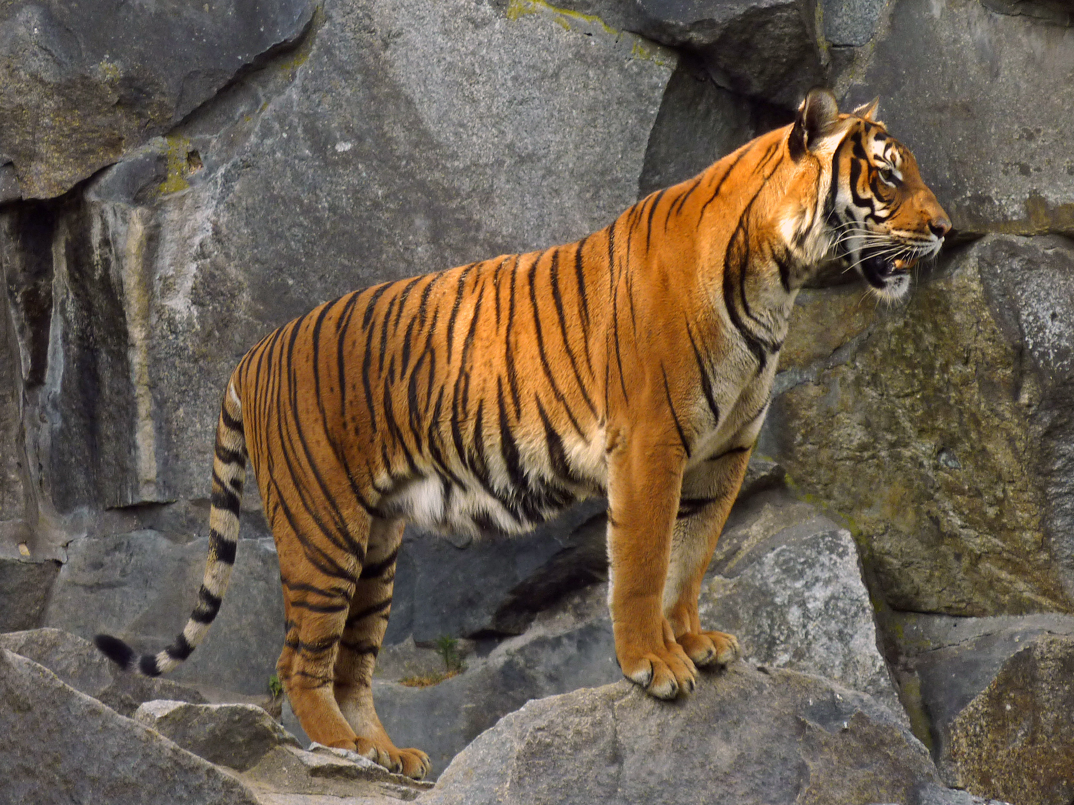 Panthera tigris corbetti (Tierpark Berlin) 831-713-(118)