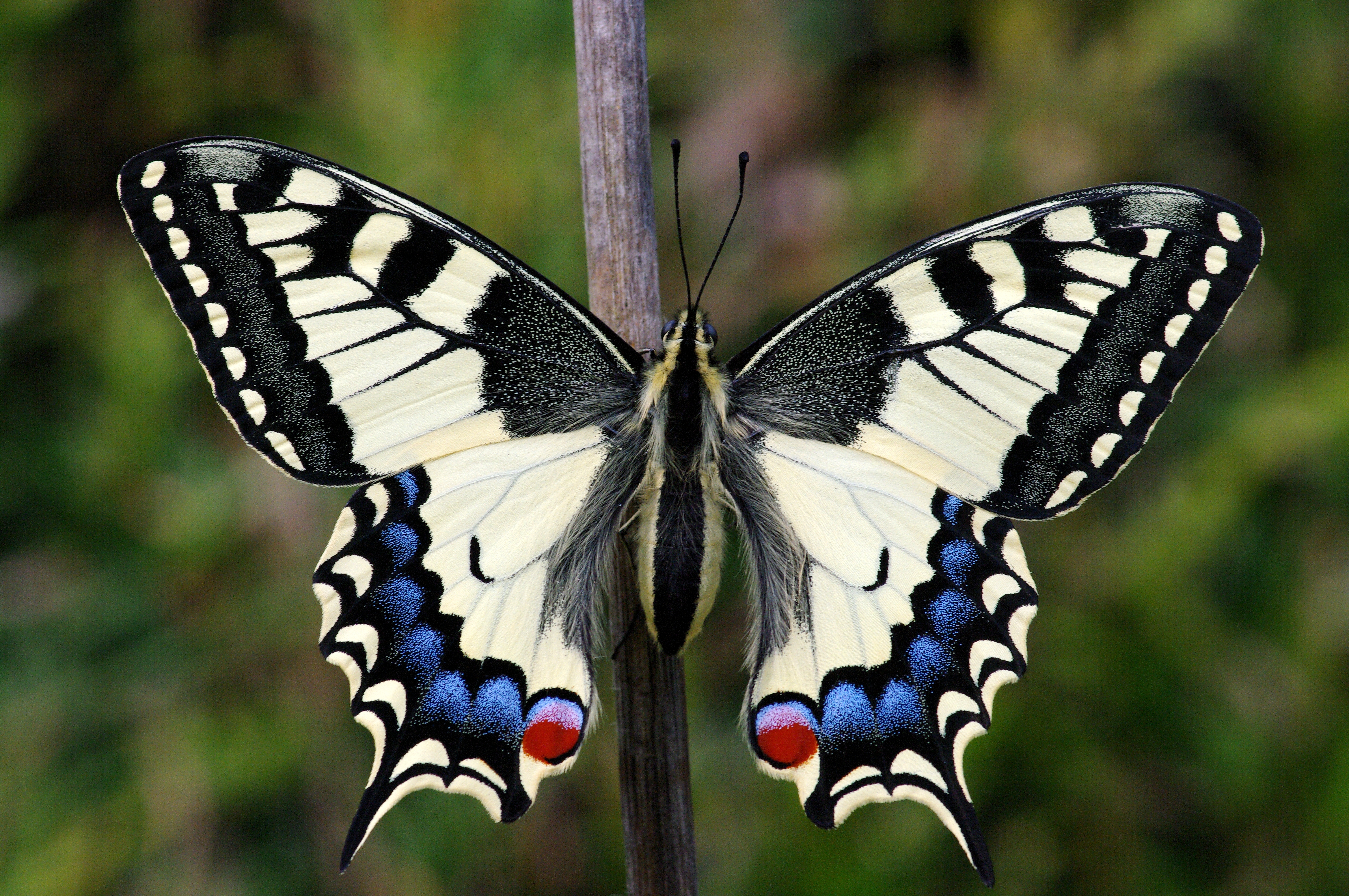 Papilio Machaon imago 01