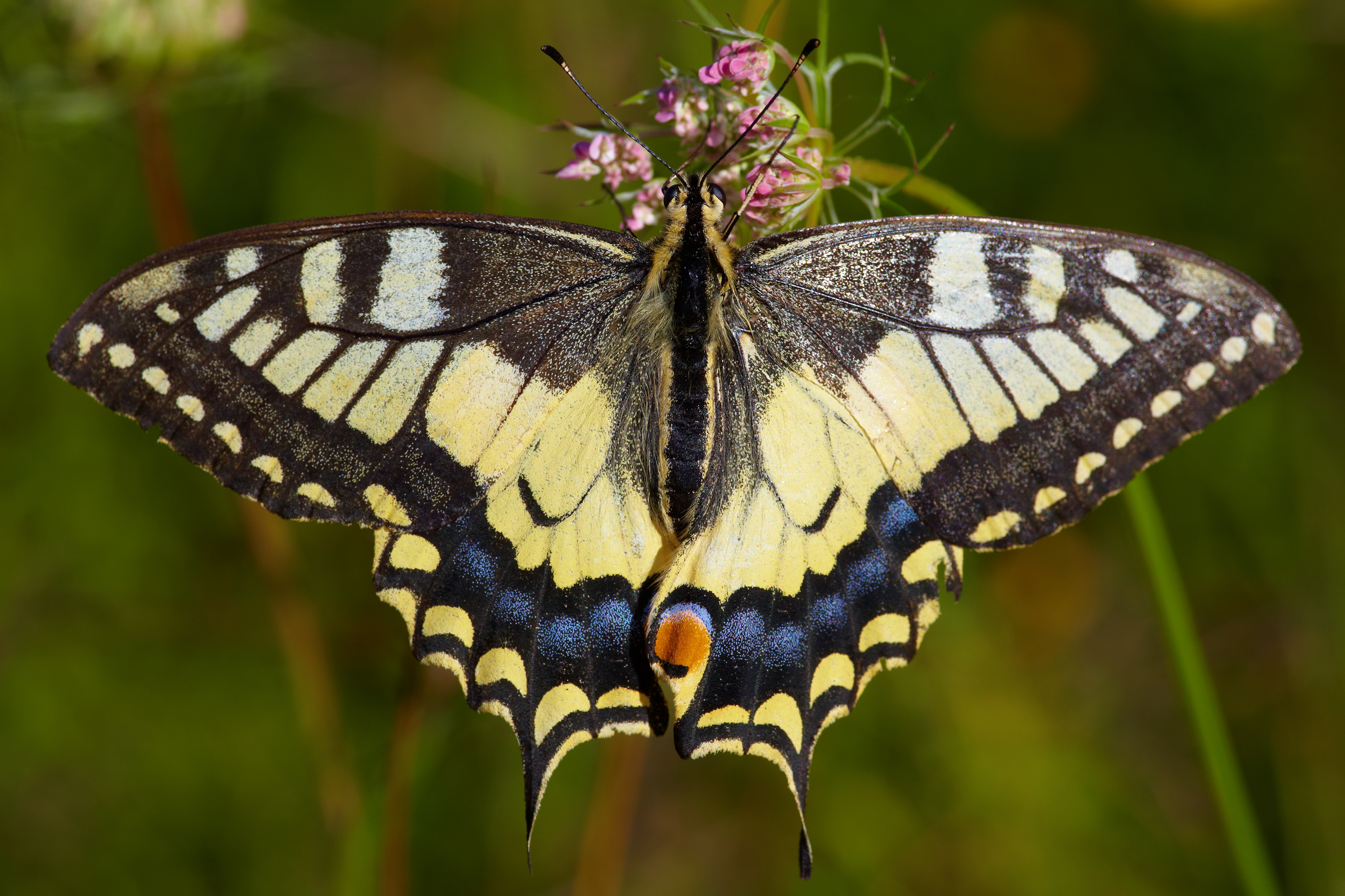 Papilio machaon MichaD 2