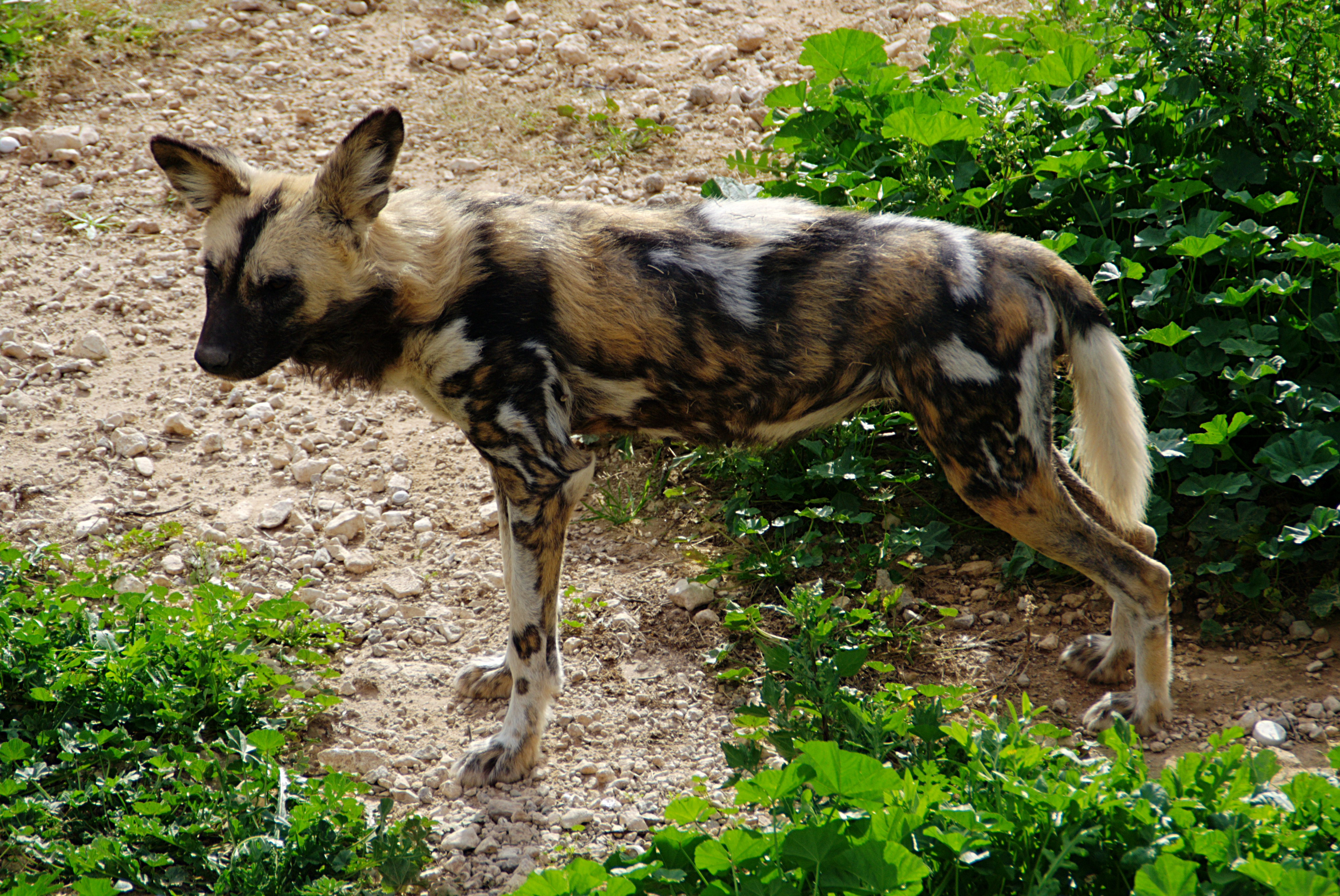 Parc animalier, Friguia, Tunisie, 25 décembre 2015 DSC 1858