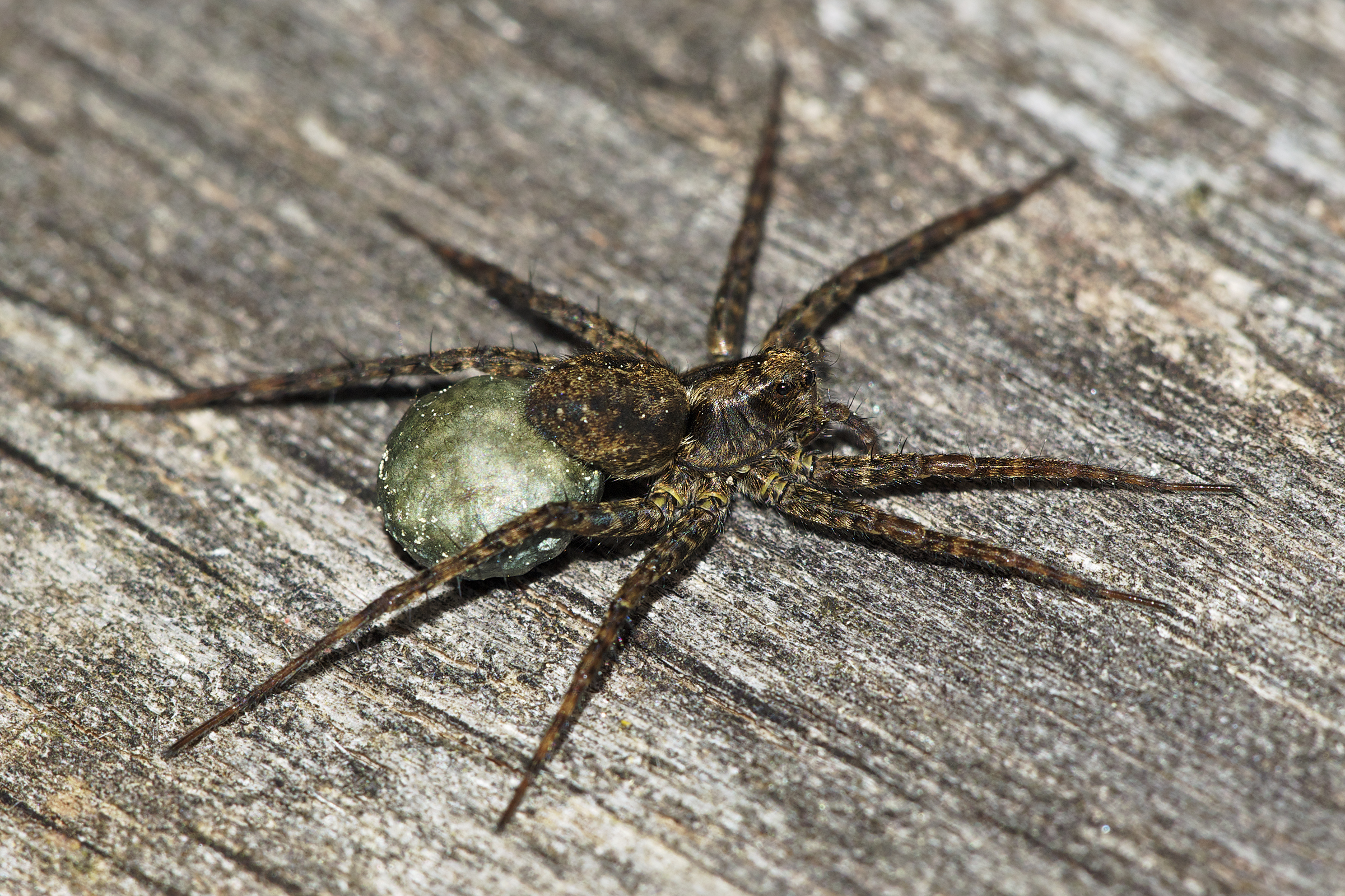 Pardosa amentata LC0272