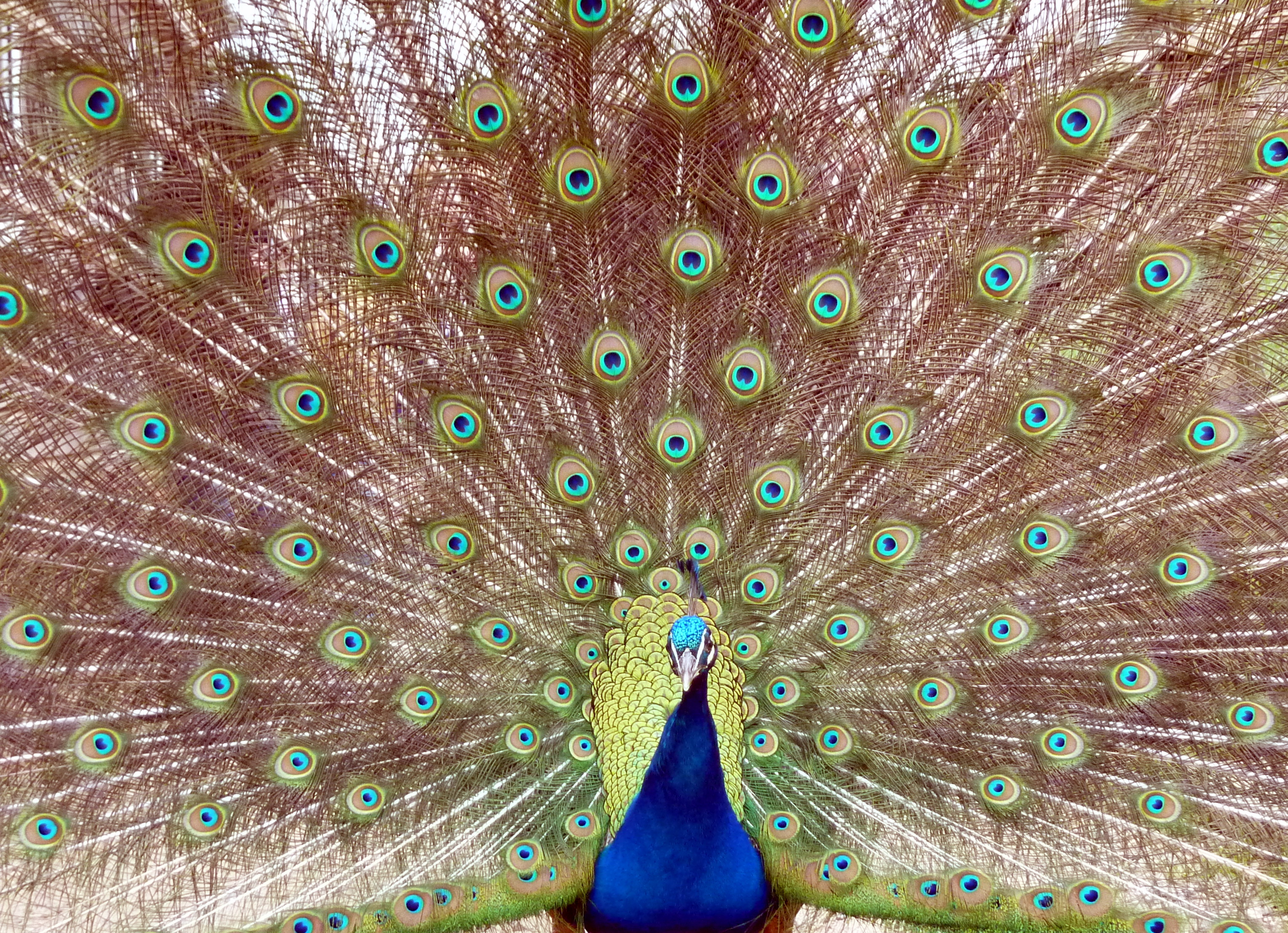 Peacock (7042434165)