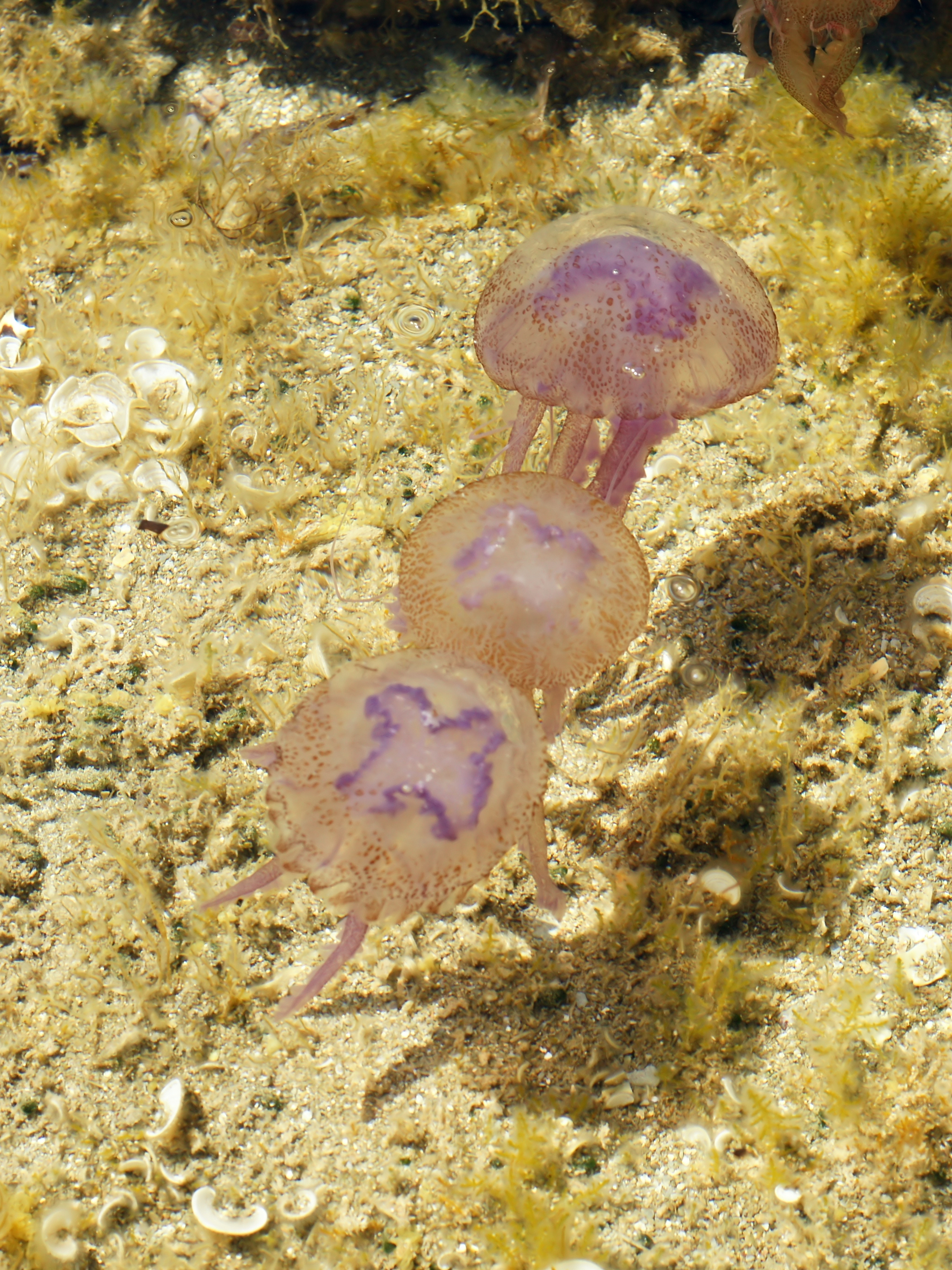 Pelagia noctiluca (group)