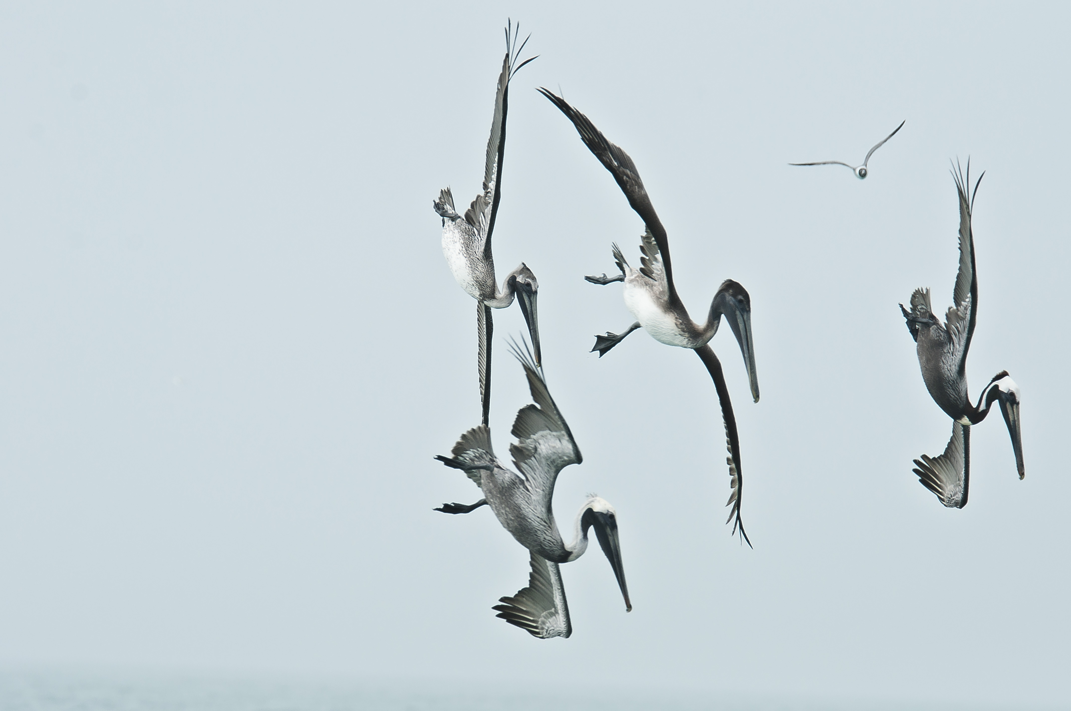 Pelicans diving