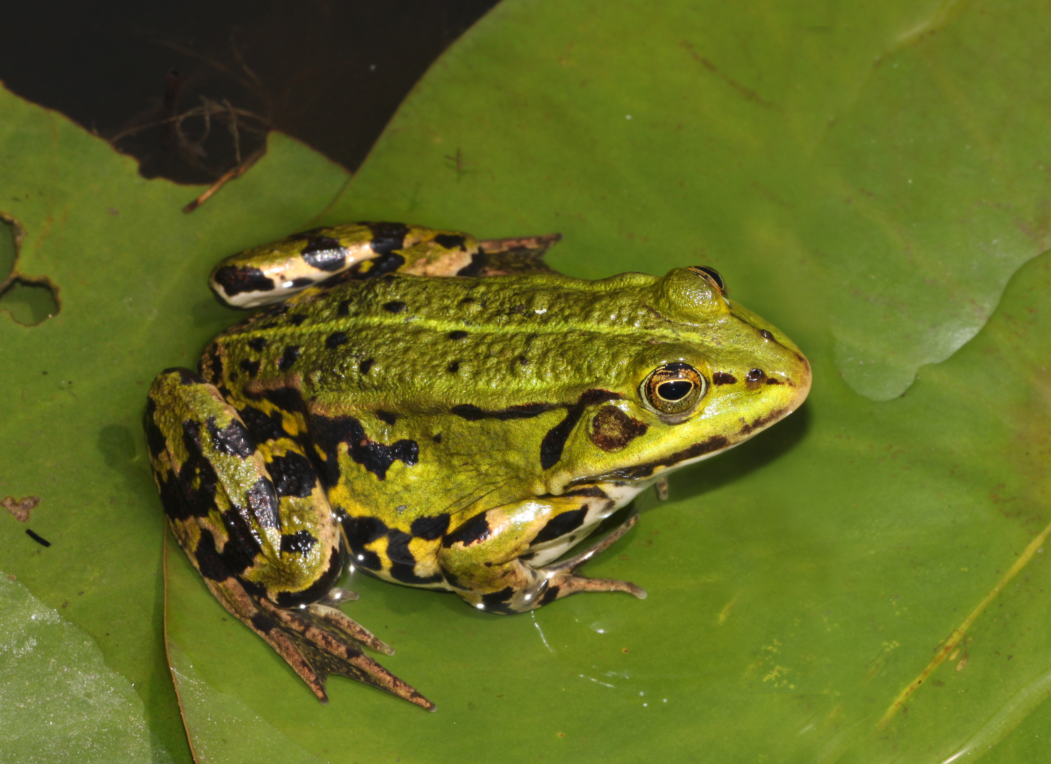 Pelophylax-esculentus-teichfrosch