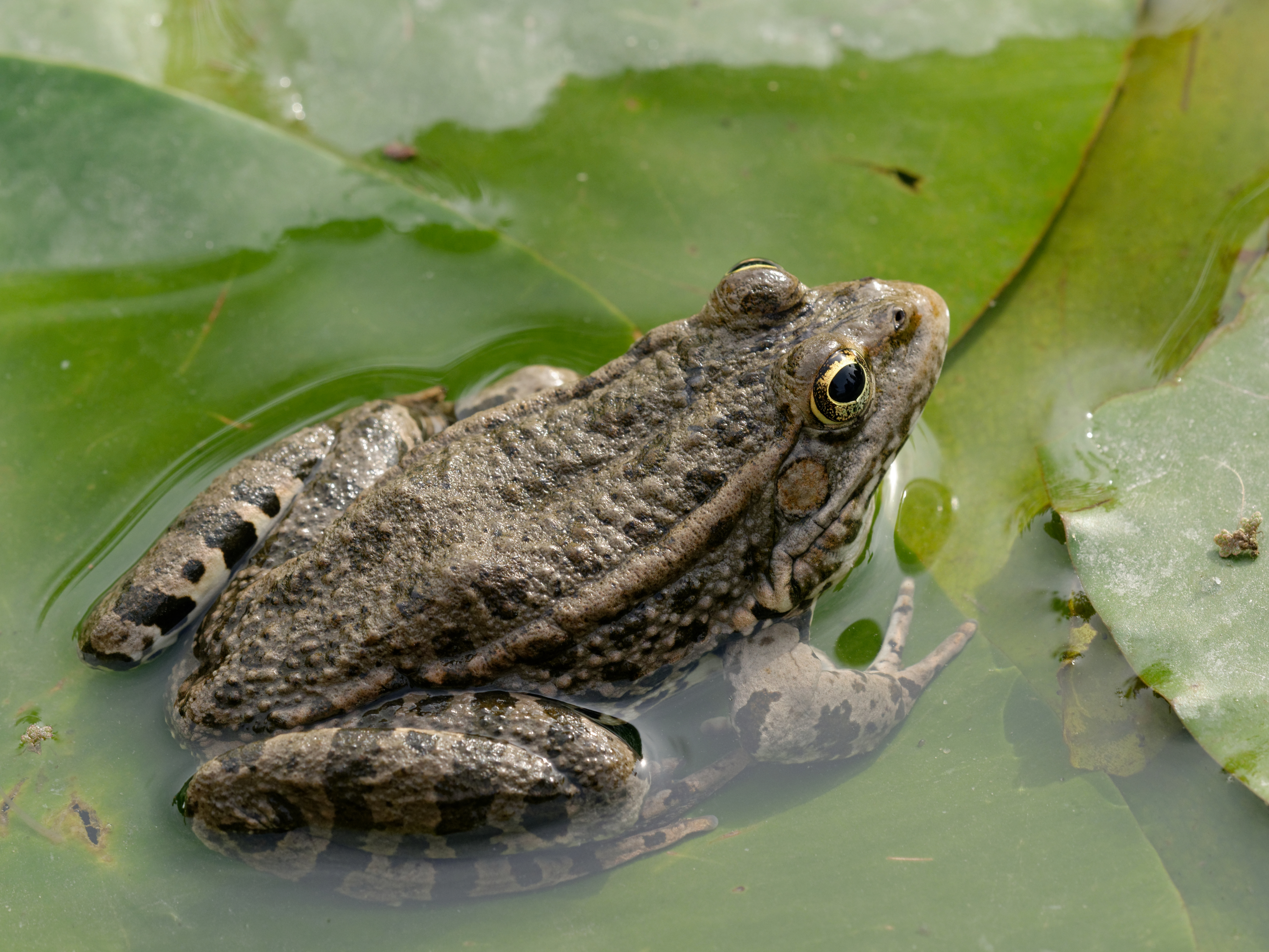 Pelophylax ridibundus JdP 2013-06-16